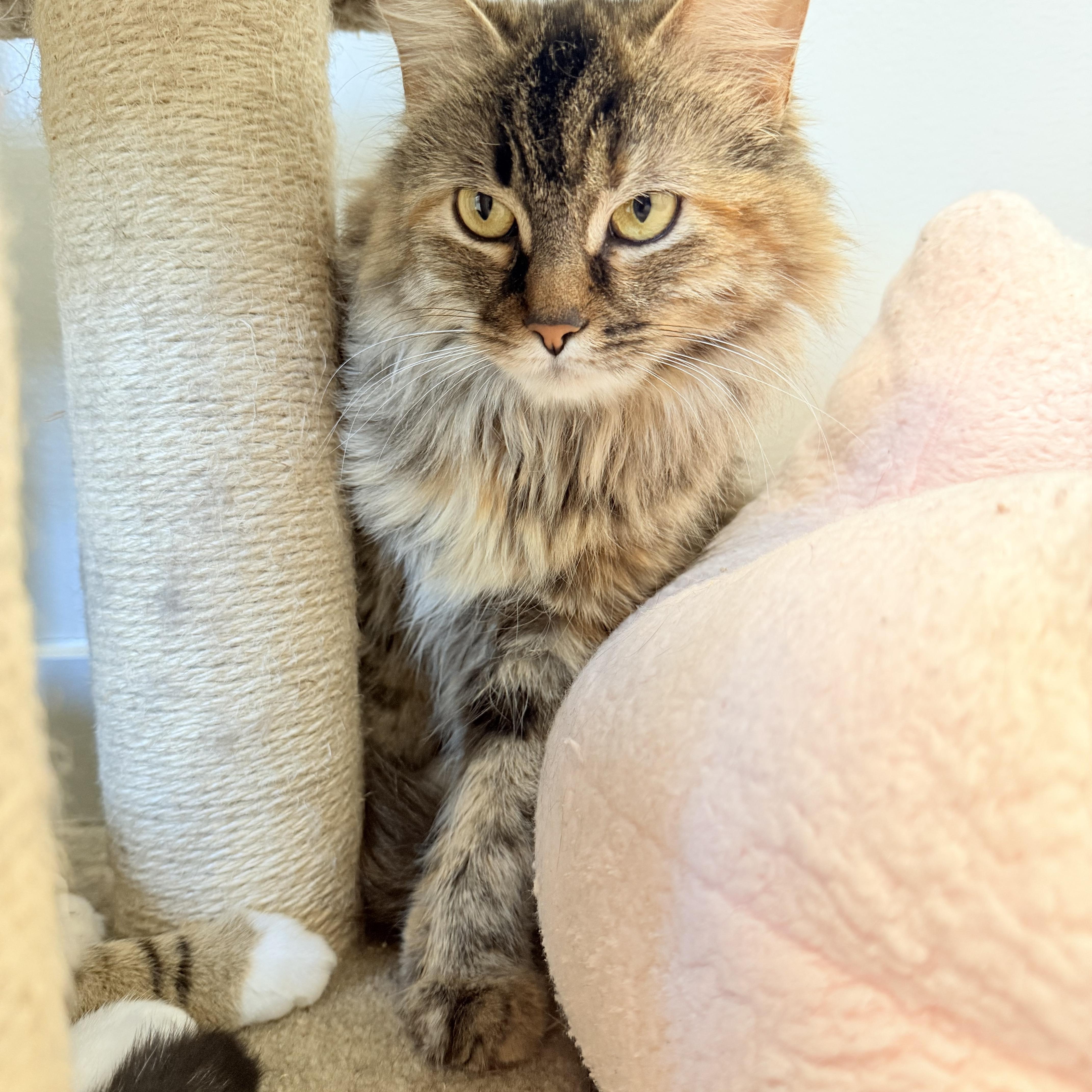Enlarge Cinnamon, an adopted Domestic Long Hair in North Haven, CT image 3/4
