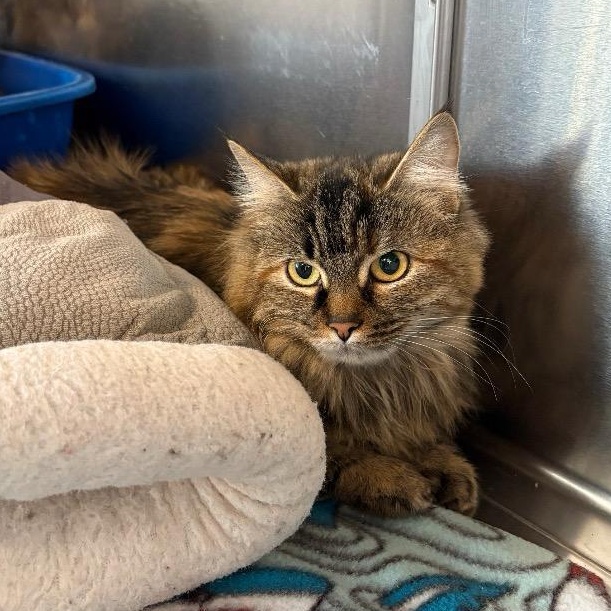 Enlarge Cinnamon, an adopted Domestic Long Hair in North Haven, CT image 4/4