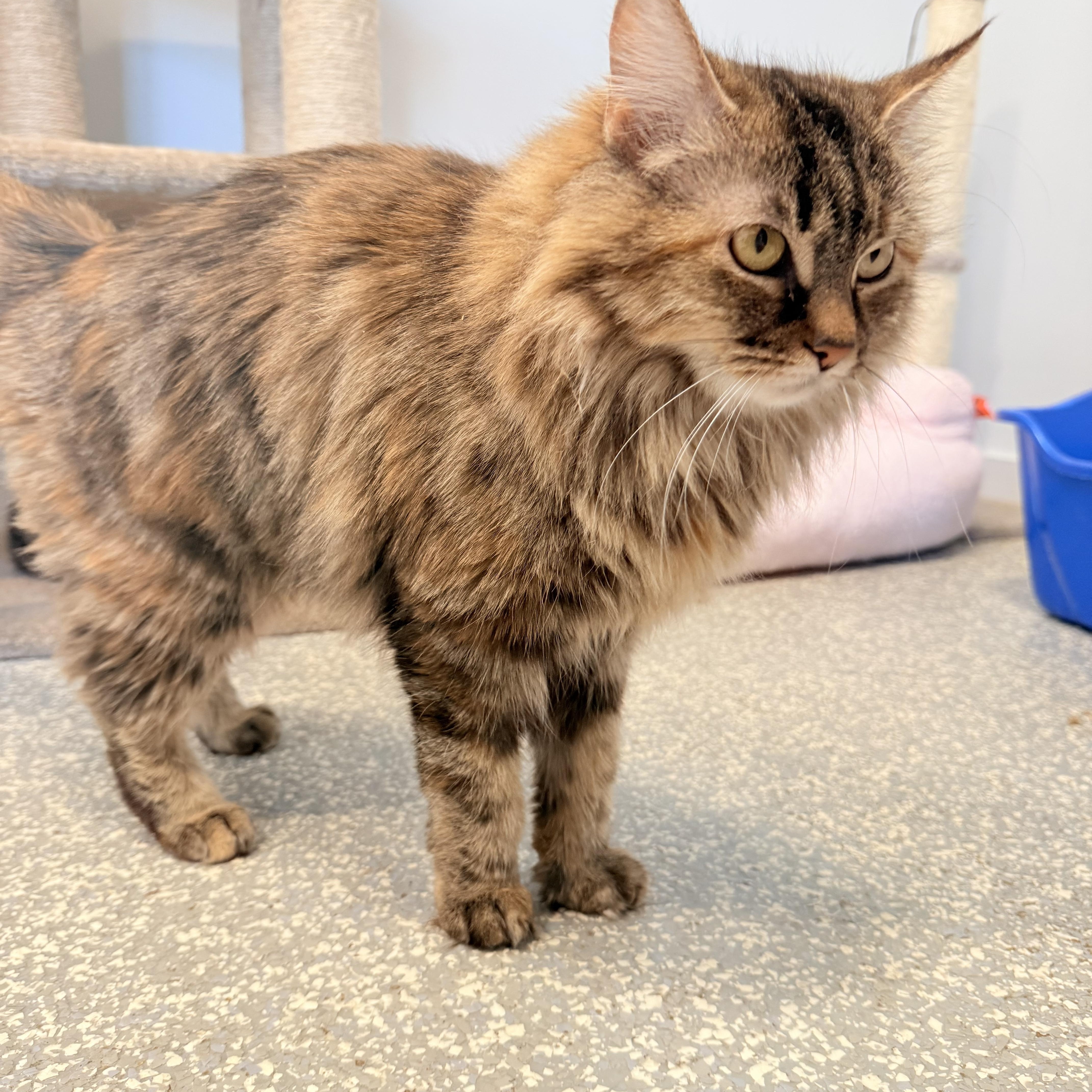 Enlarge Cinnamon, an adopted Domestic Long Hair in North Haven, CT image 1/4