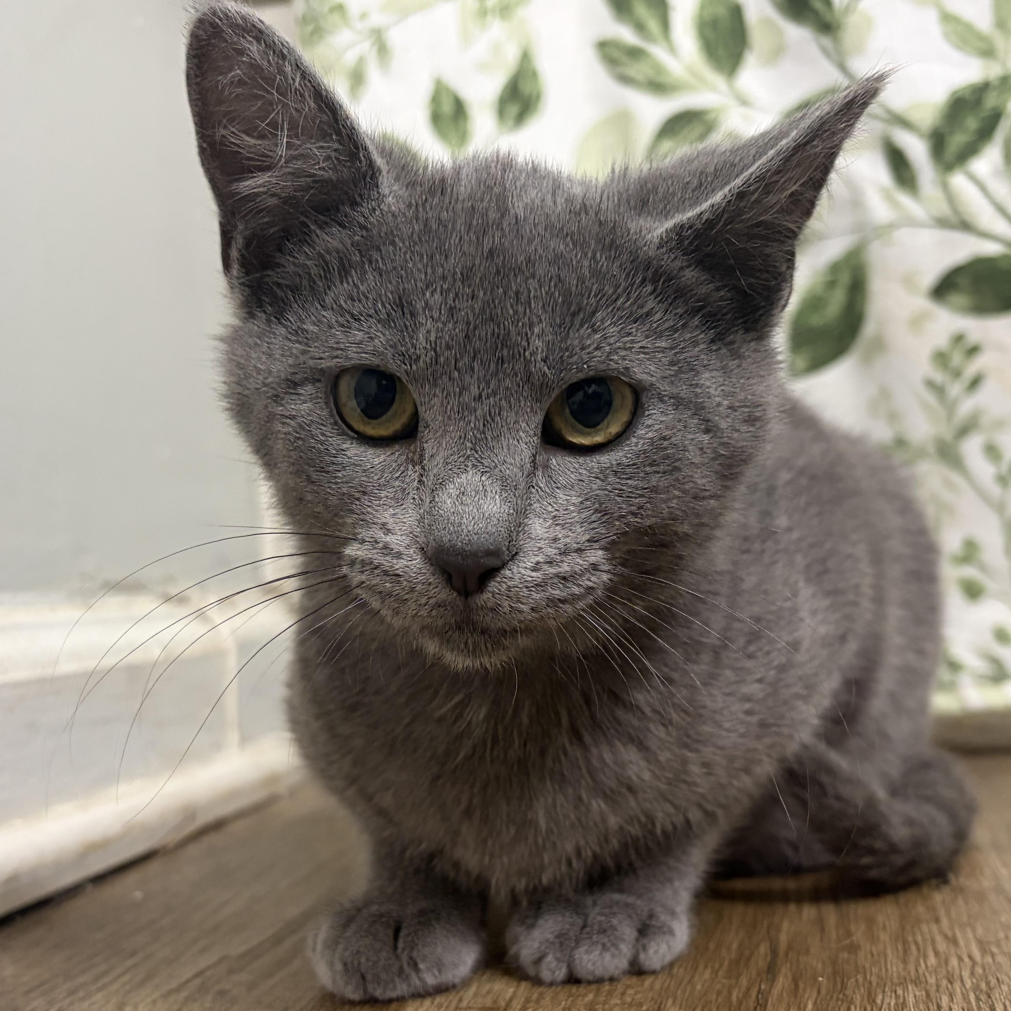 Mochi, adopted, Kitten Female Russian Blue.
