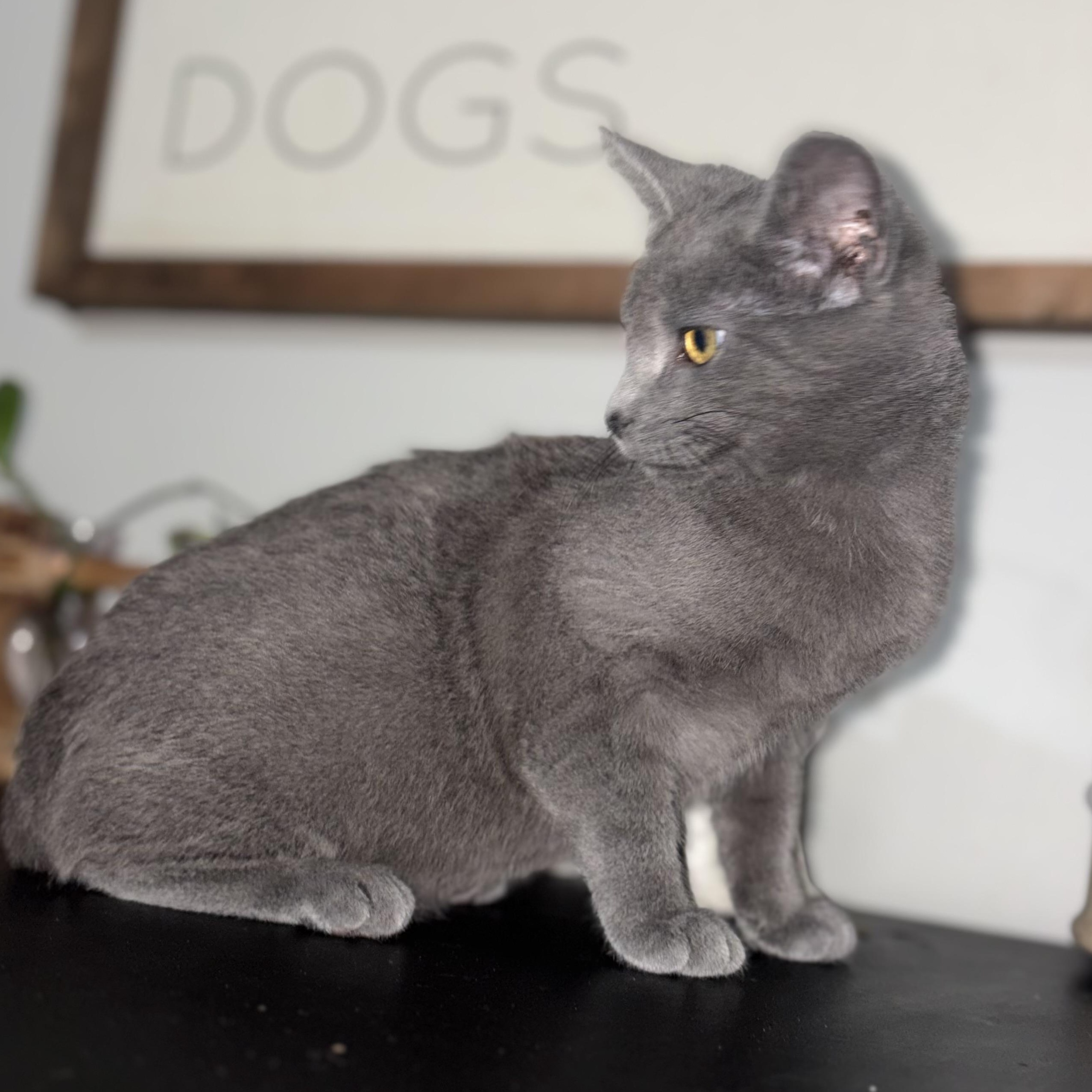 Enlarge Mochi, an adopted mixed breed in Concord, NC image 5/6