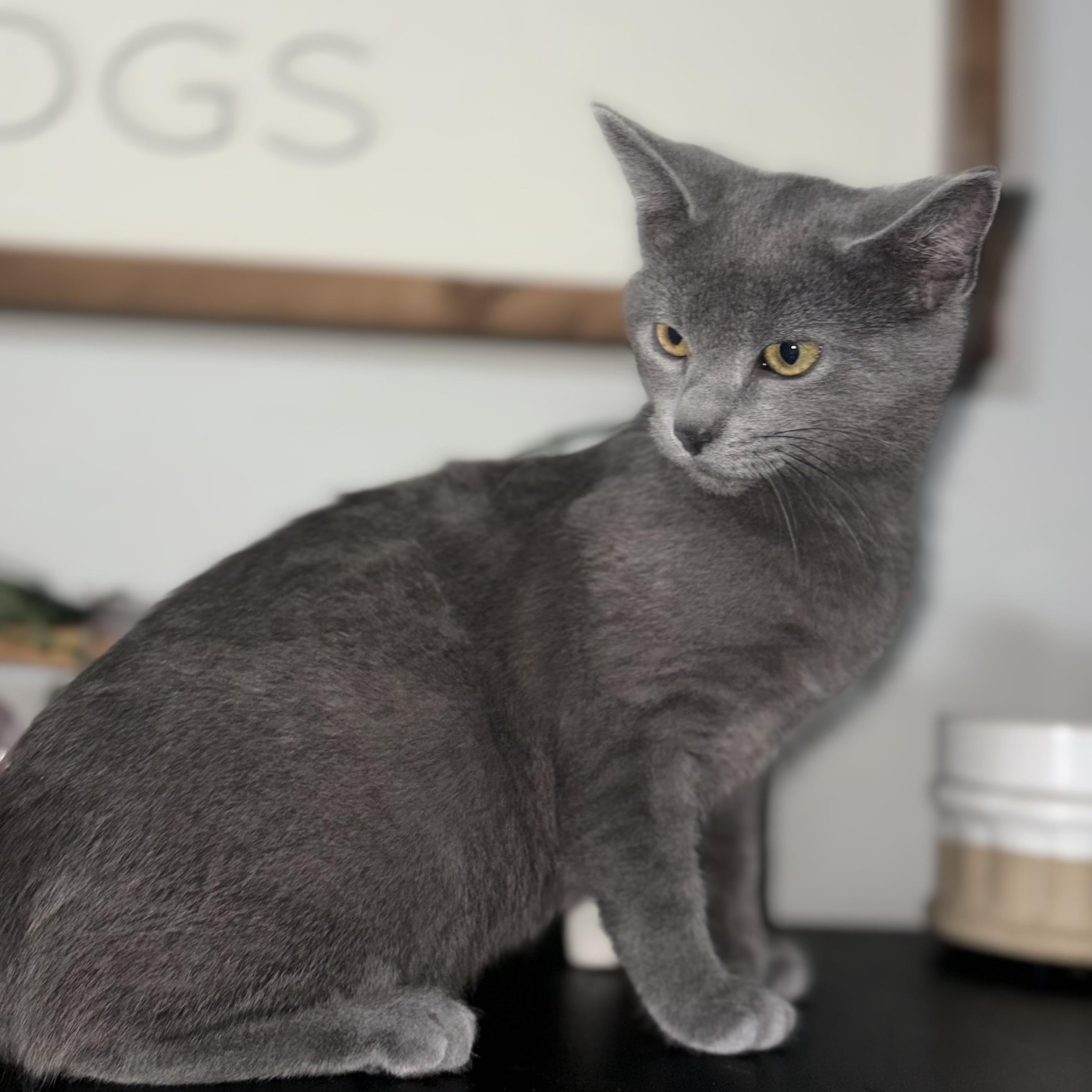 Enlarge Mochi, an adopted mixed breed in Concord, NC image 2/6