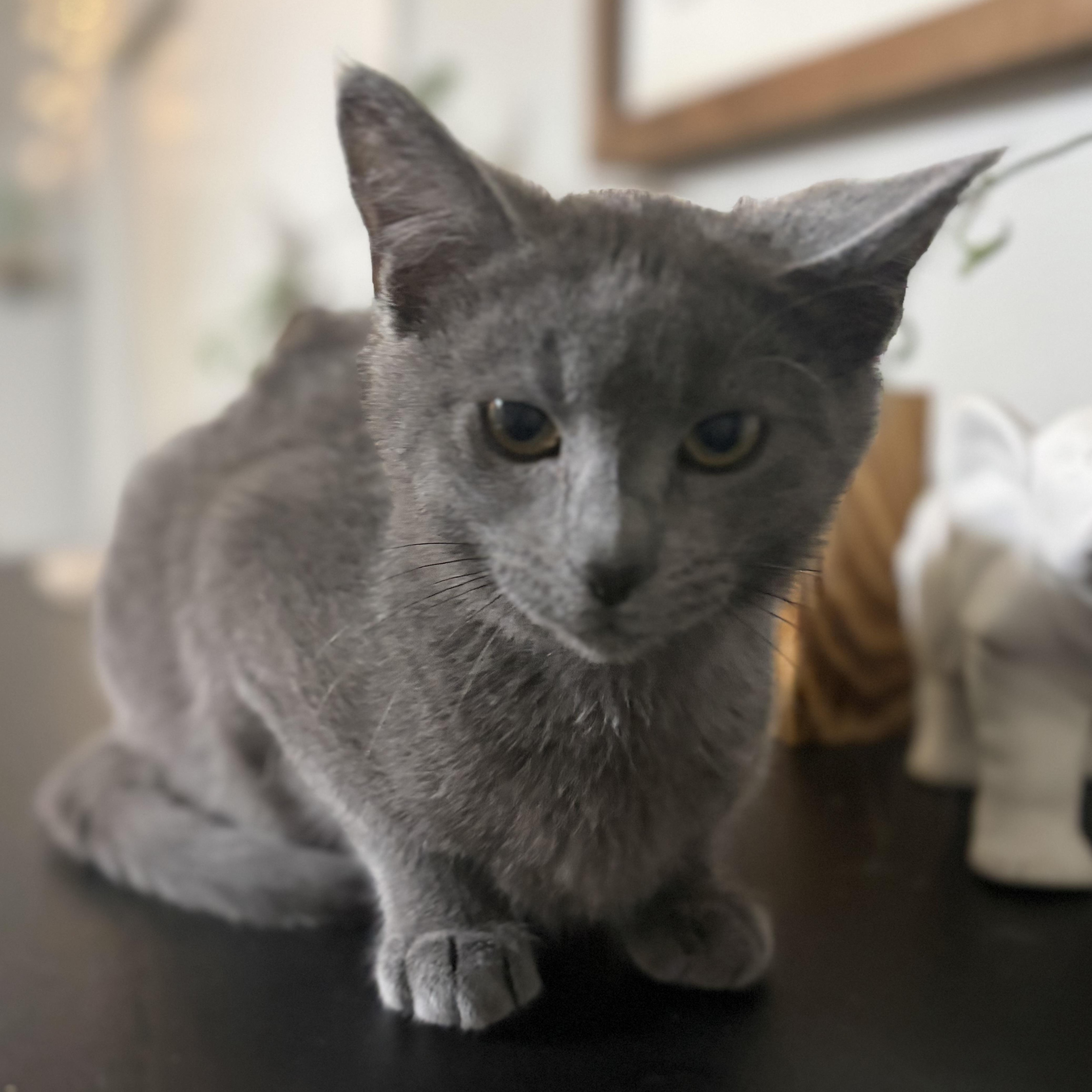 Enlarge Mochi, an adopted mixed breed in Concord, NC image 4/6