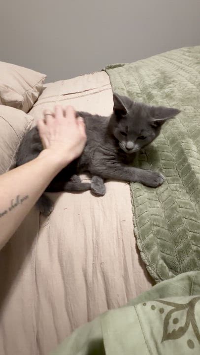 Enlarge Mochi, an adopted mixed breed in Concord, NC video 6/6