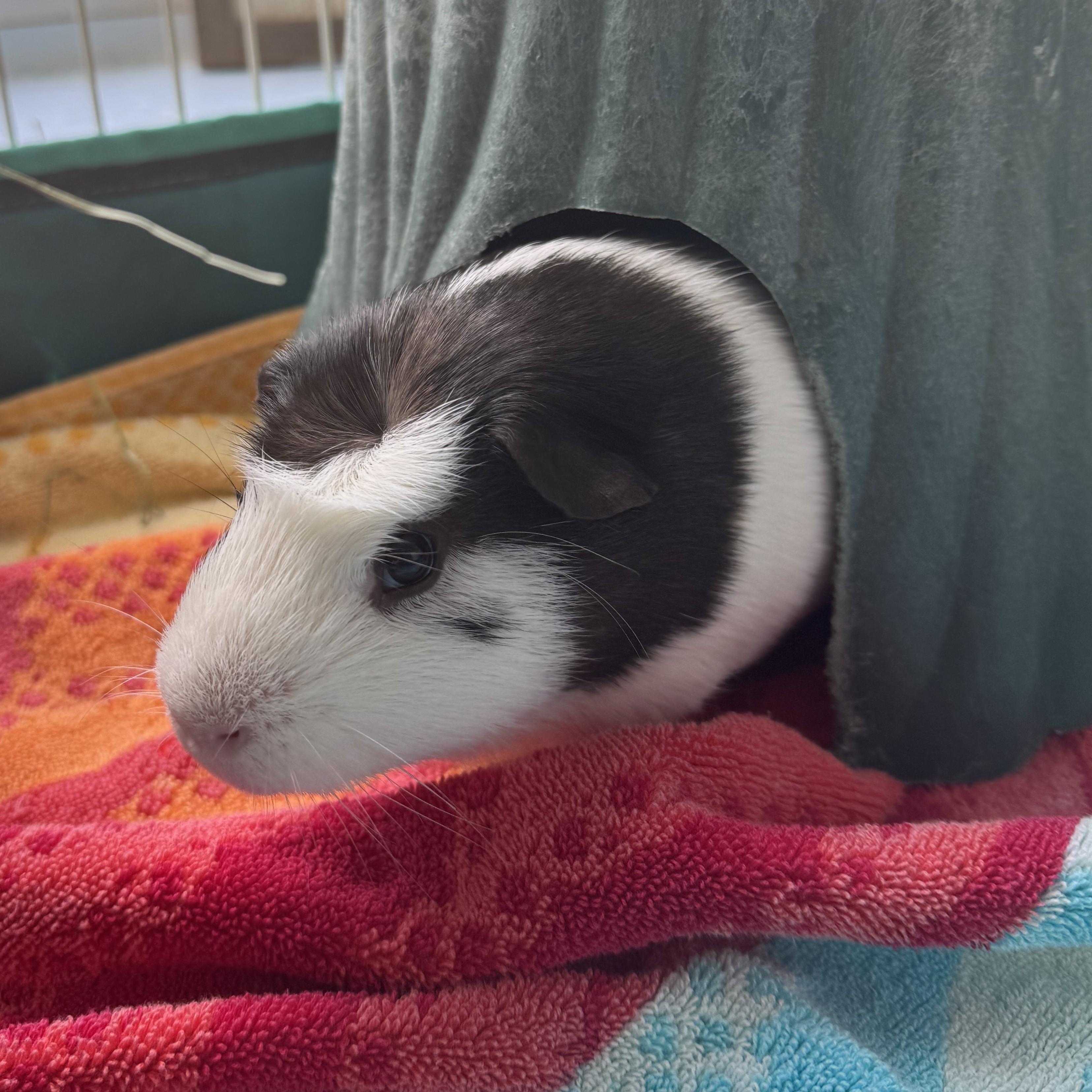 Enlarge Little Man, a Adoptable Guinea Pig in Reisterstown, MD image 2/2