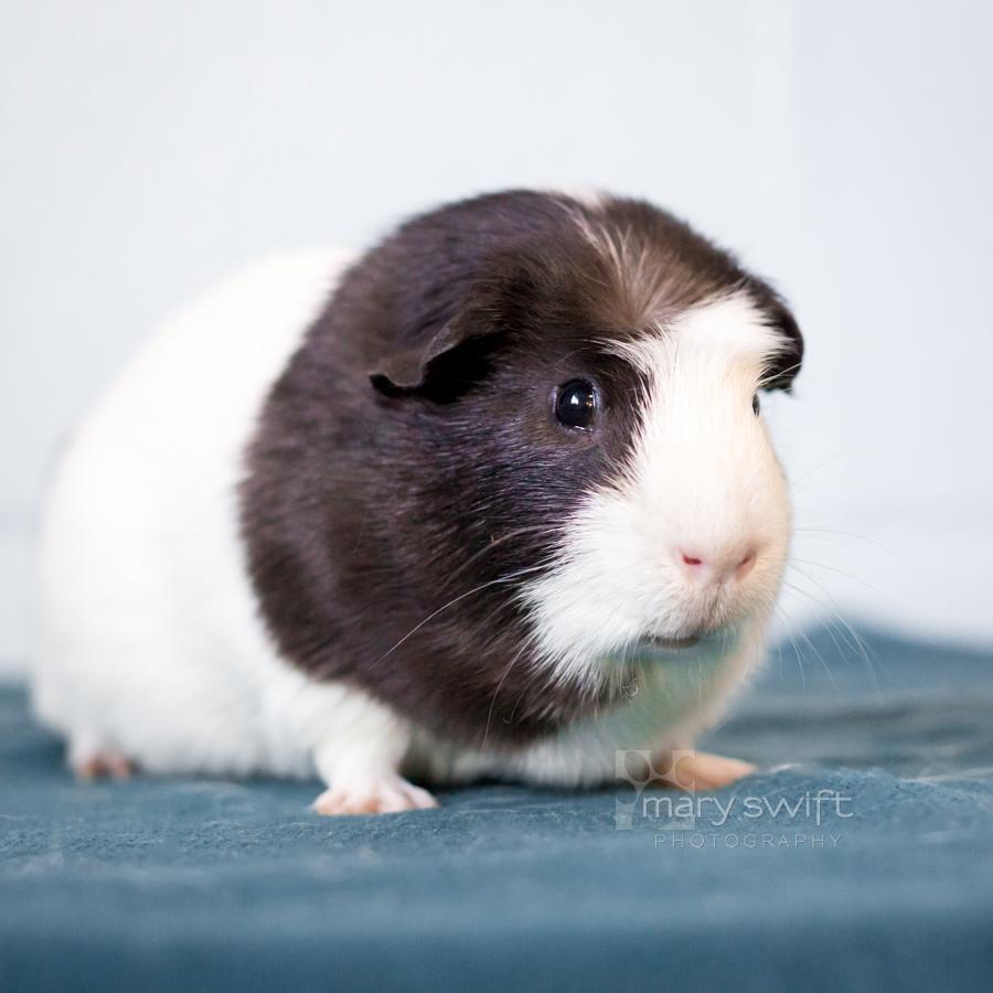 Enlarge Little Man, a Adoptable Guinea Pig in Reisterstown, MD image 1/2