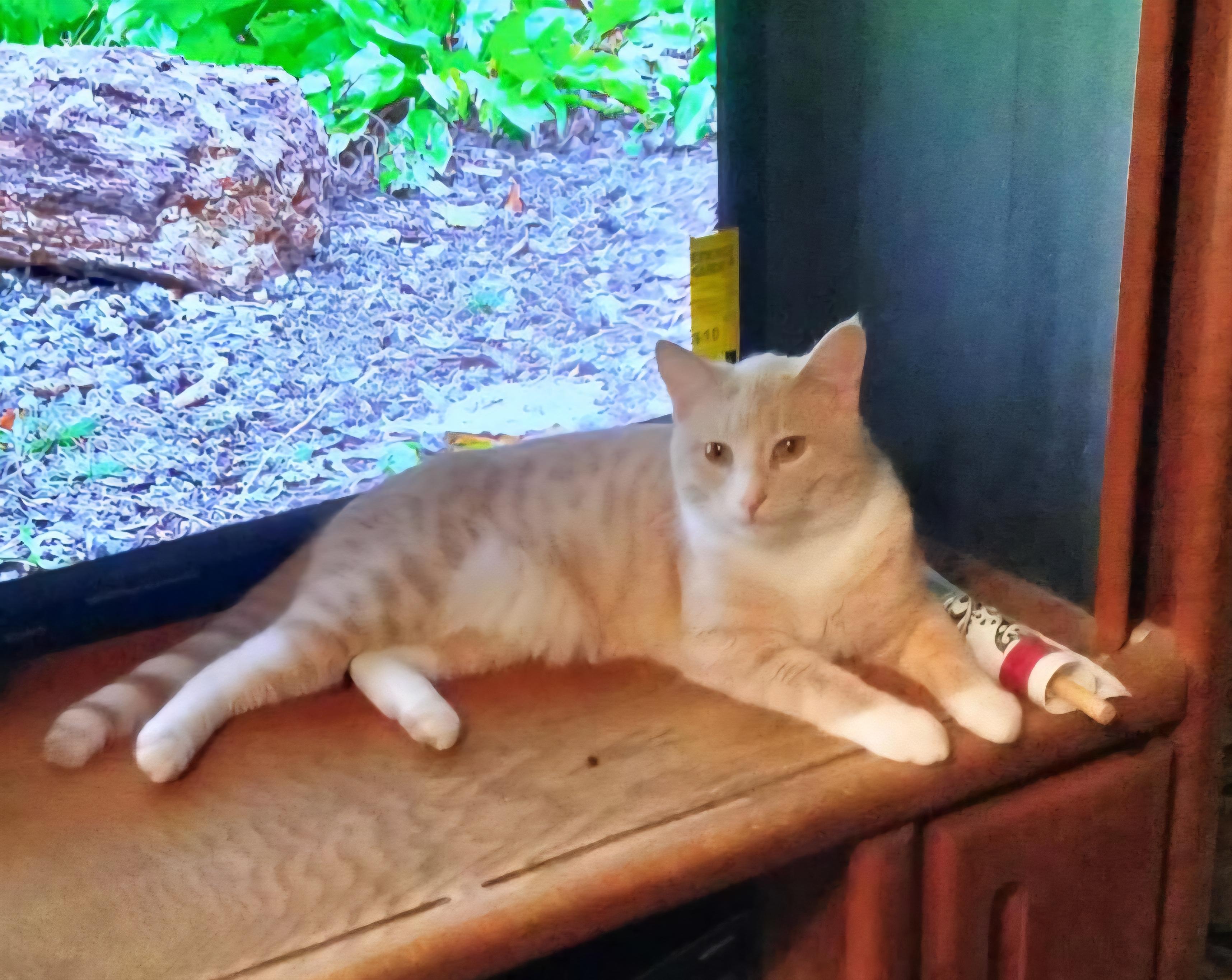 Enlarge Creamsicle, a ADOPTABLE Domestic Short Hair in Green Brook, NJ image 1/1