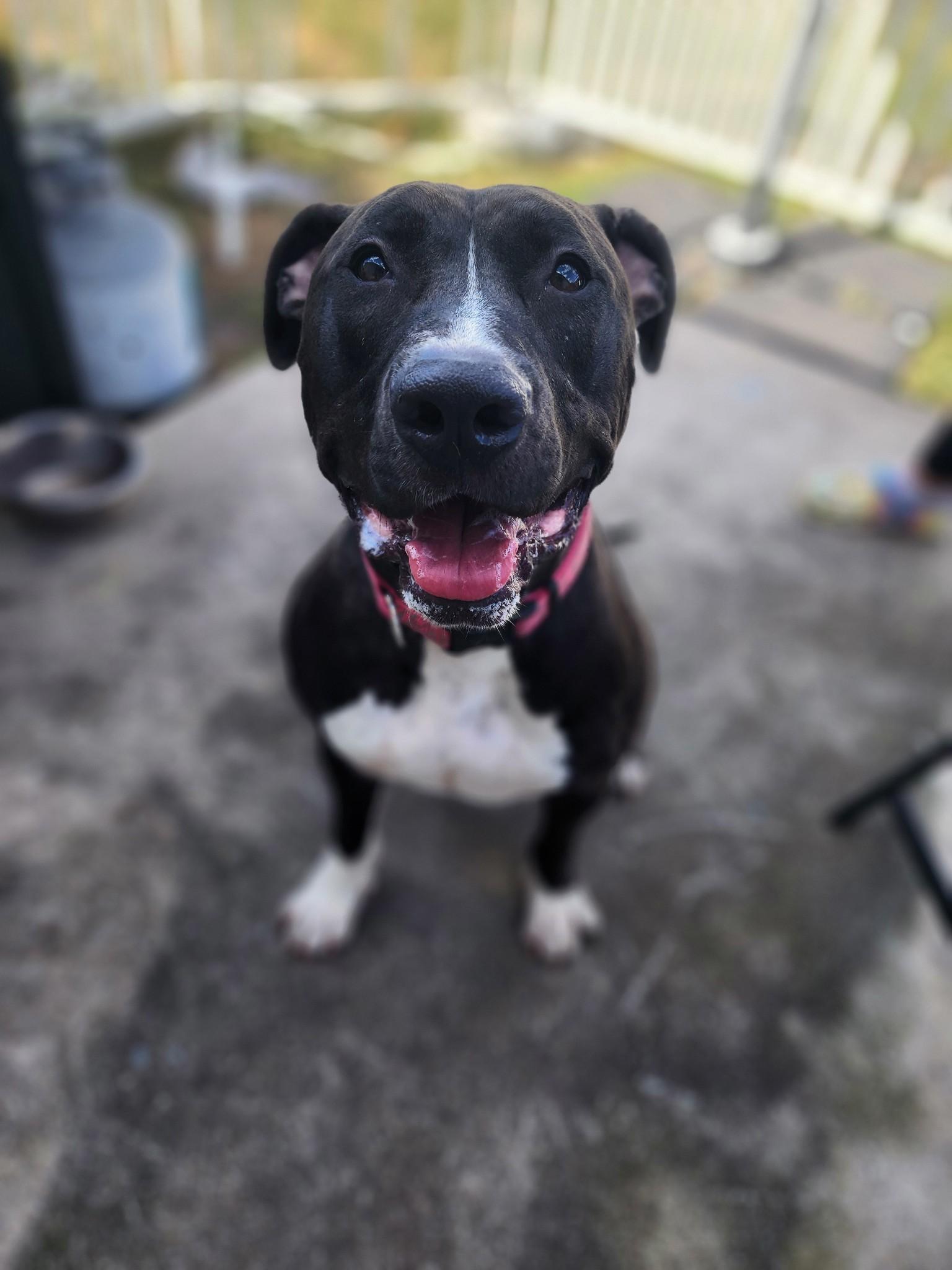 Pixely Girl, a Adoptable mixed breed in Stuart, FL image 3/6
