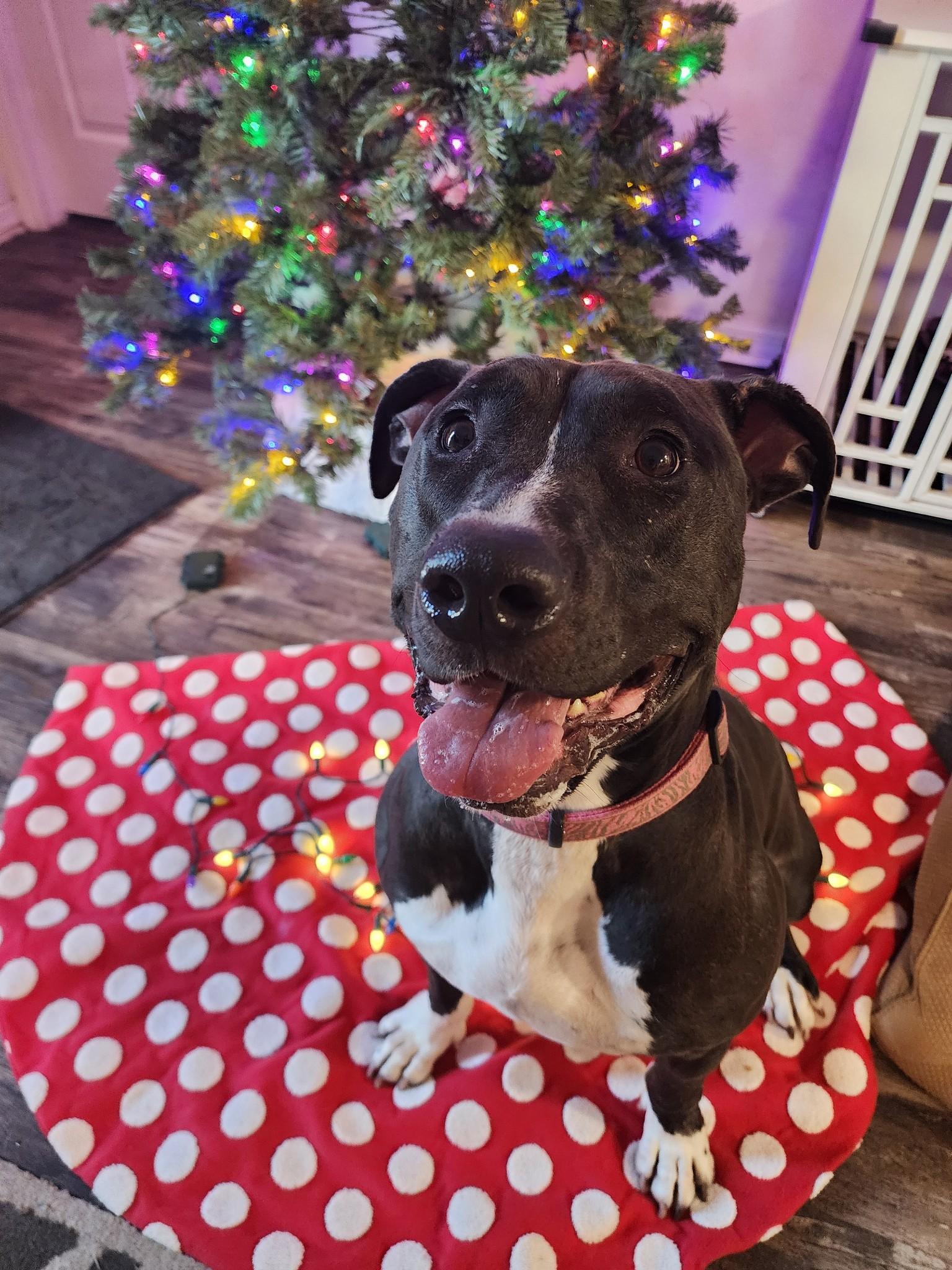 Pixely Girl, a Adoptable mixed breed in Stuart, FL image 4/6