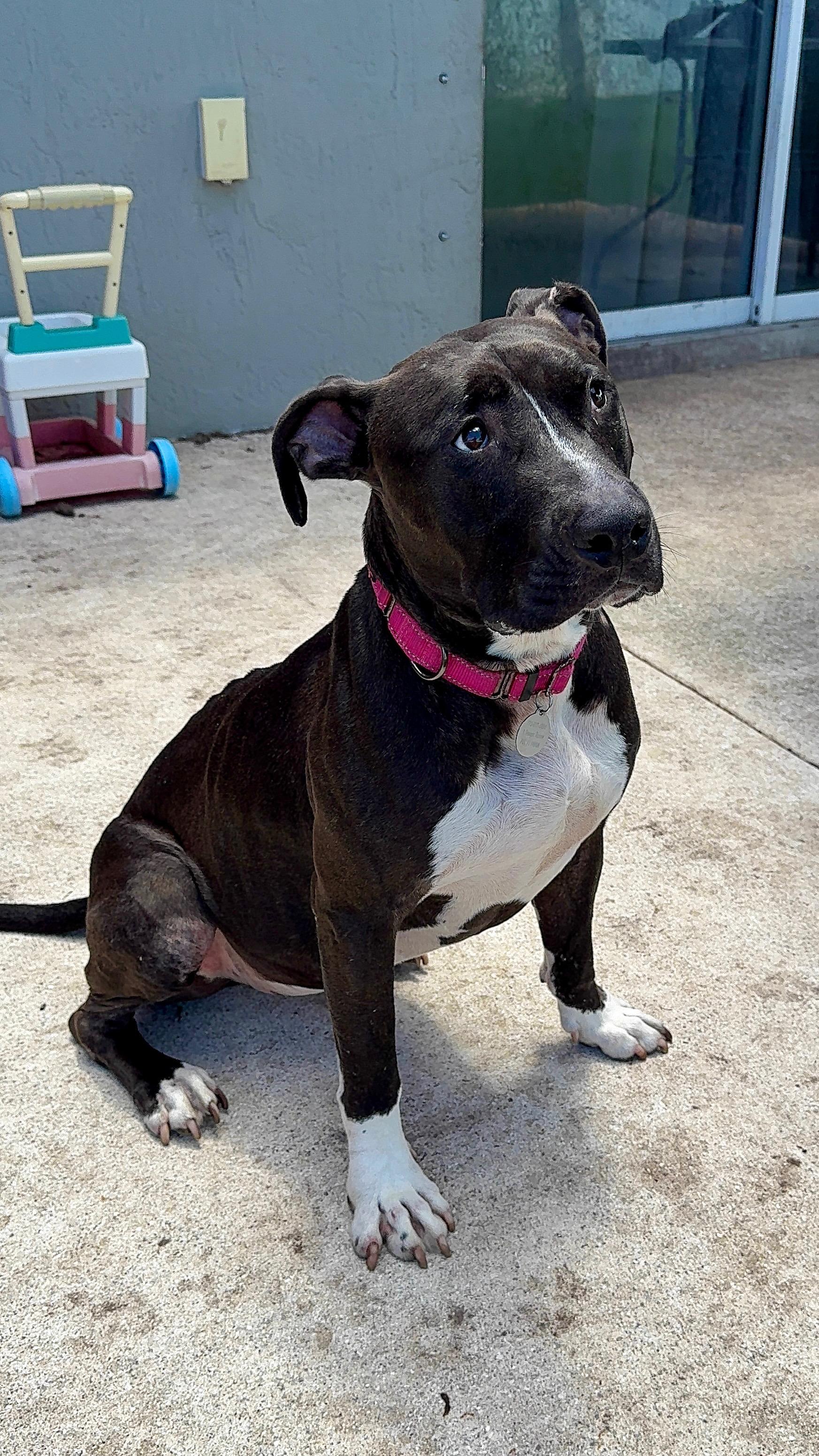 Pixely Girl, Adoptable, Young Female Pit Bull Terrier.