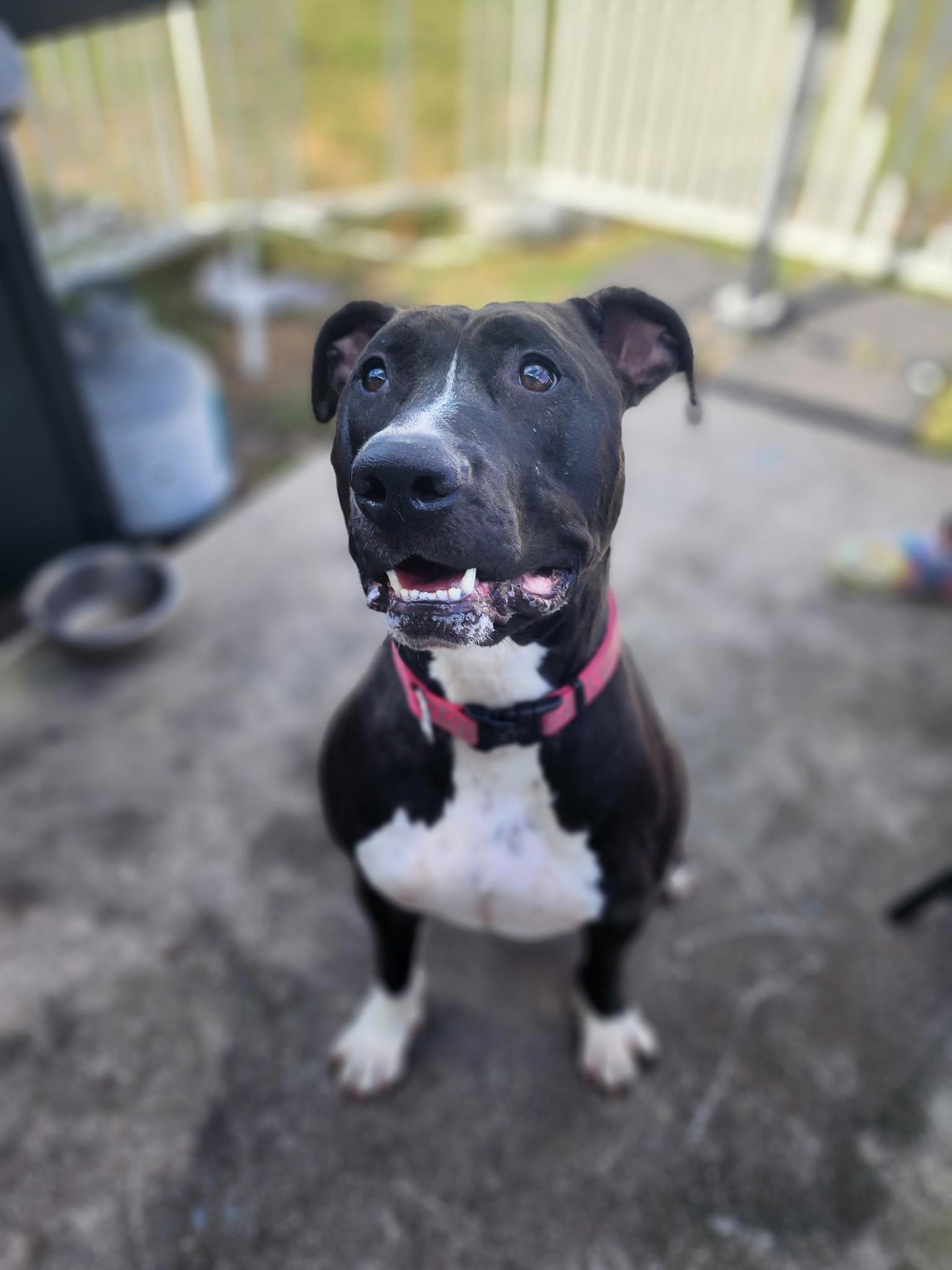 Pixely Girl, a Adoptable mixed breed in Stuart, FL image 5/6