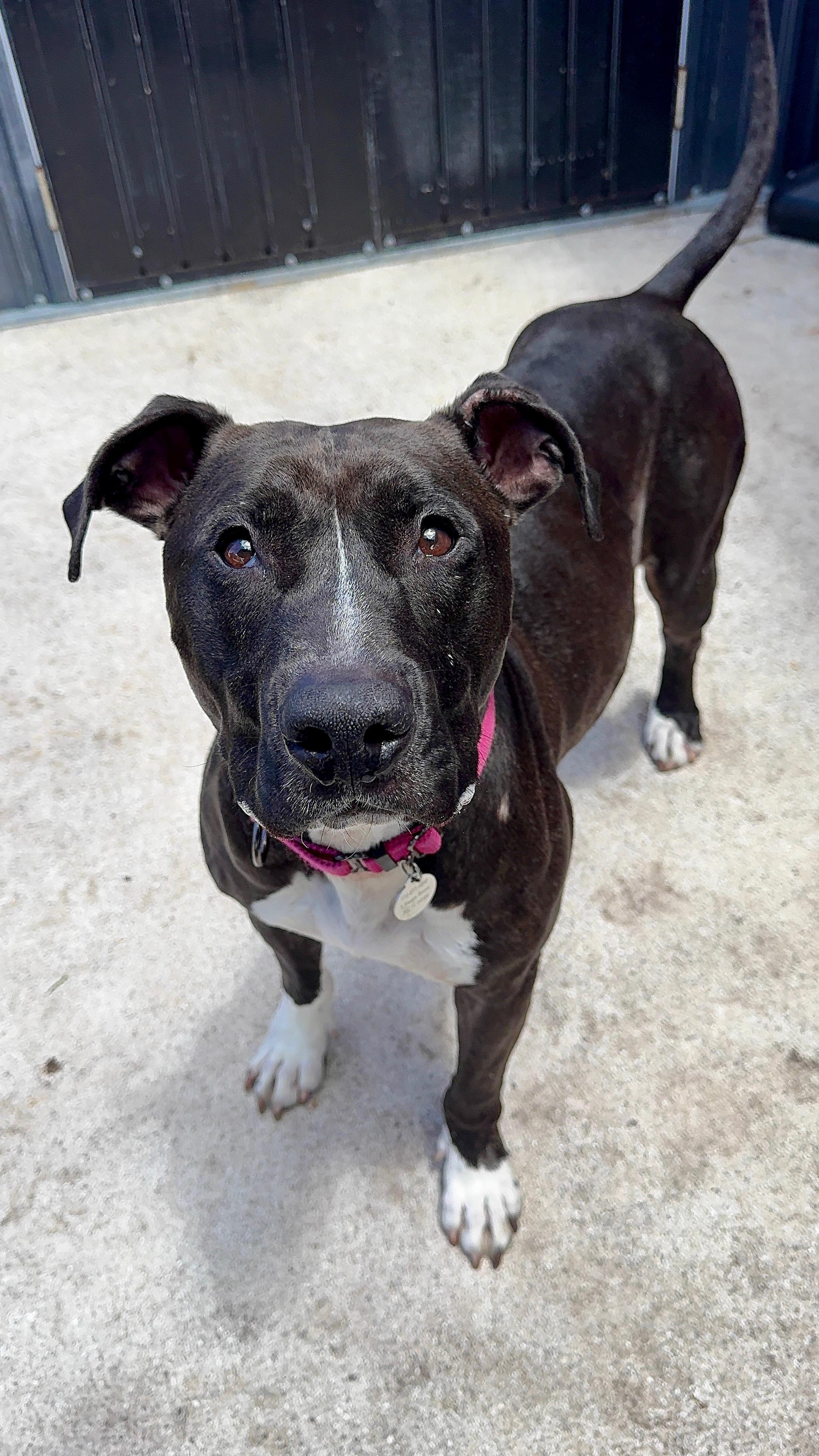 Pixely Girl, a Adoptable mixed breed in Stuart, FL image 6/6