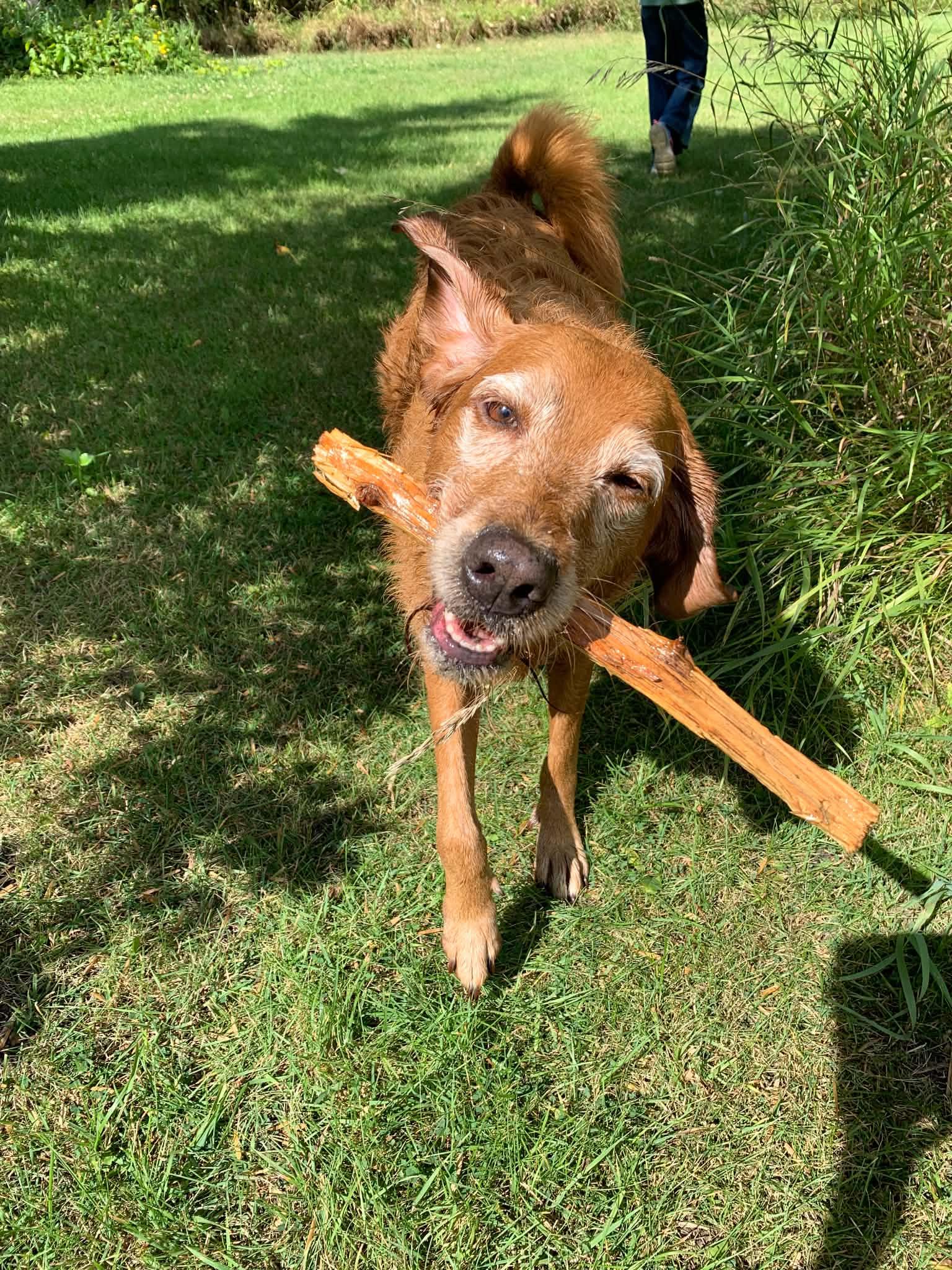 Enlarge Sabrina, a Adopted mixed breed in Winnipeg, MB image 1/6