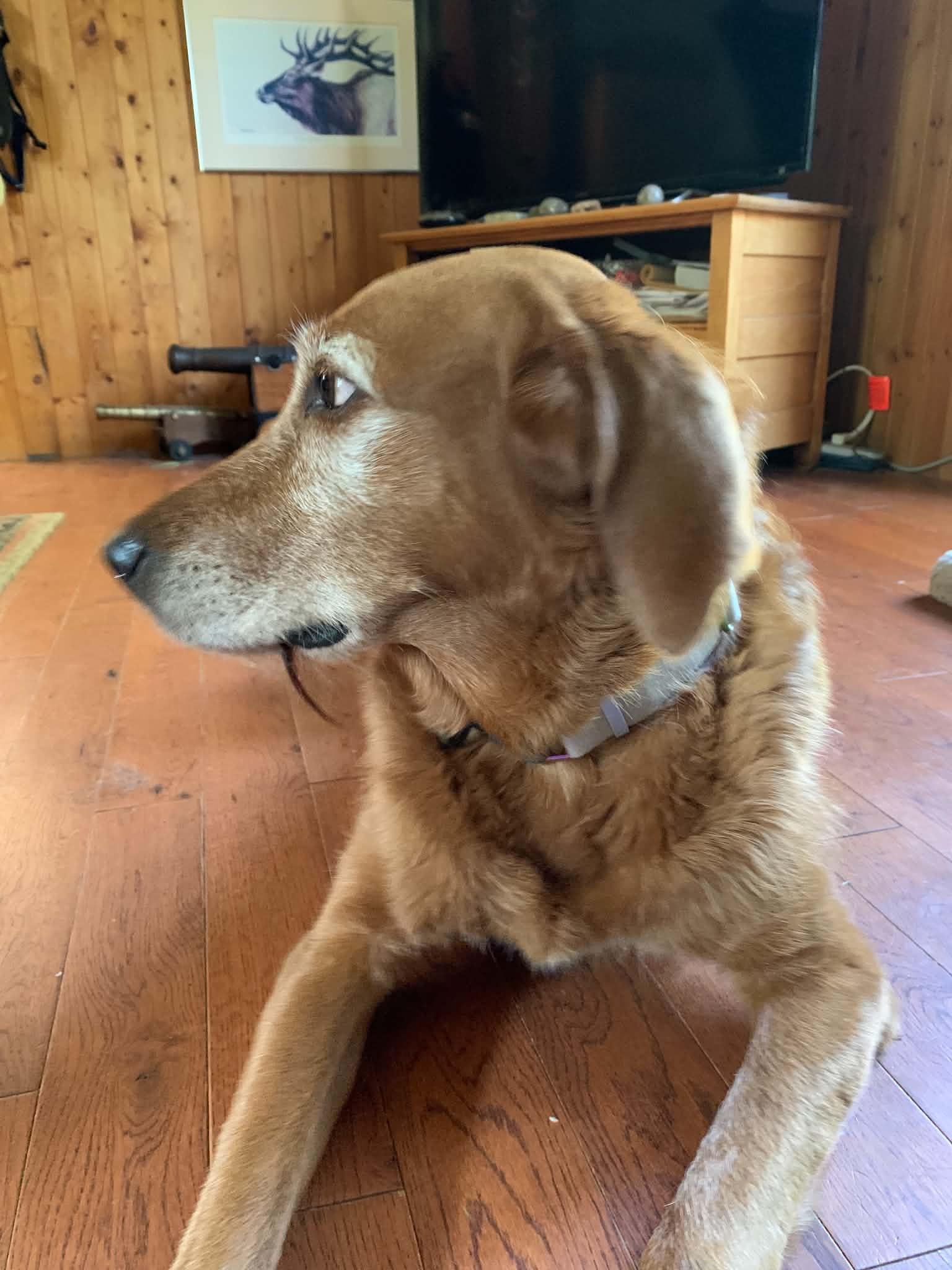 Enlarge Sabrina, a Adopted mixed breed in Winnipeg, MB image 2/6
