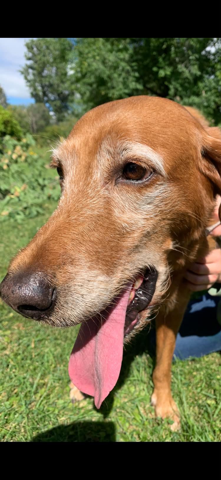 Enlarge Sabrina, a Adopted mixed breed in Winnipeg, MB image 6/6