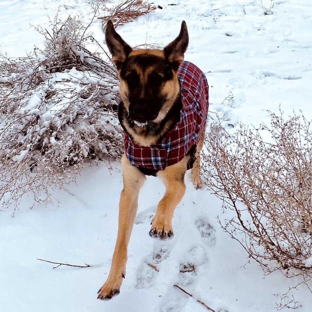 Enlarge Viggo, a Adoptable German Shepherd Dog in Cashmere, WA image 1/5