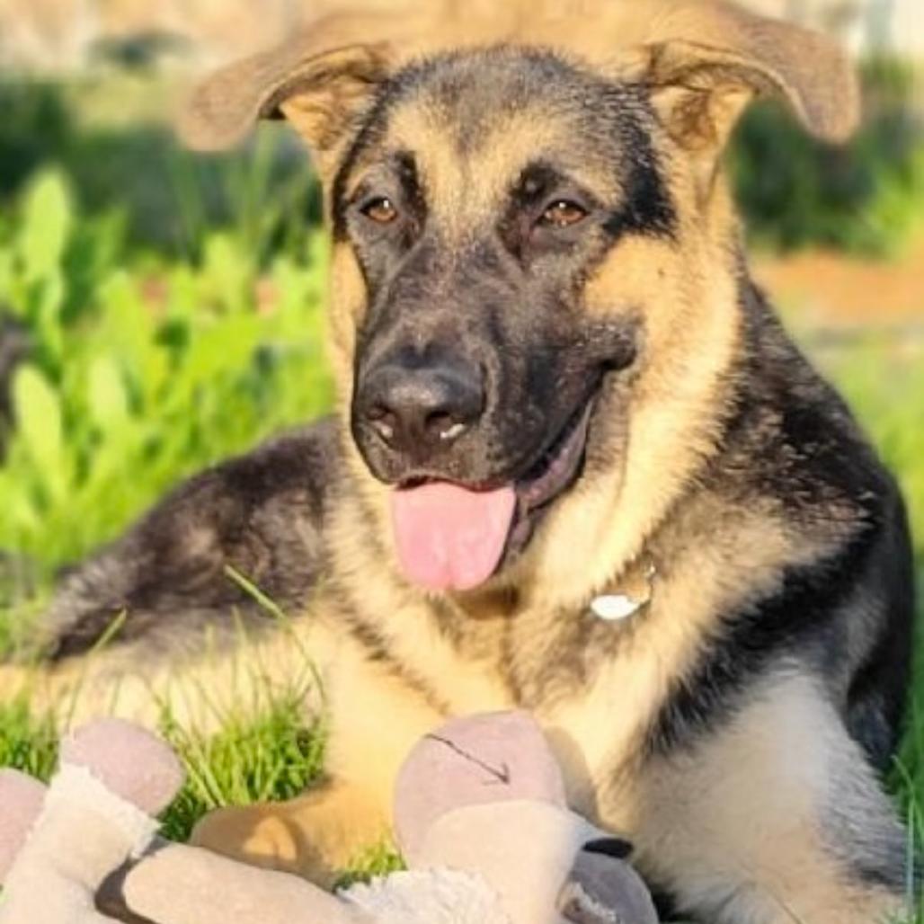 Enlarge Viggo, a Adoptable German Shepherd Dog in Cashmere, WA image 2/5