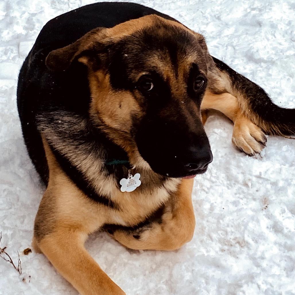 Enlarge Viggo, a Adoptable German Shepherd Dog in Cashmere, WA image 3/5