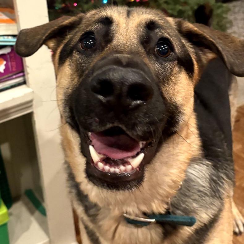 Enlarge Viggo, a Adoptable German Shepherd Dog in Cashmere, WA image 4/5