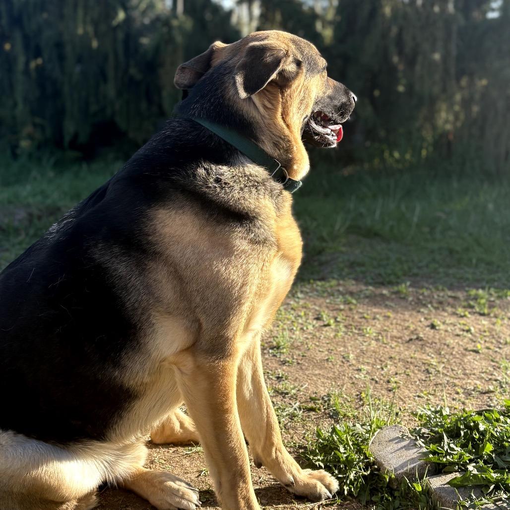 Enlarge Viggo, a Adoptable German Shepherd Dog in Cashmere, WA image 5/5