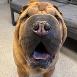 Enlarge Doji, an adopted Mixed Breed in Lansing, MI image 2/2