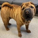 Enlarge Doji, an adopted Mixed Breed in Lansing, MI image 1/2