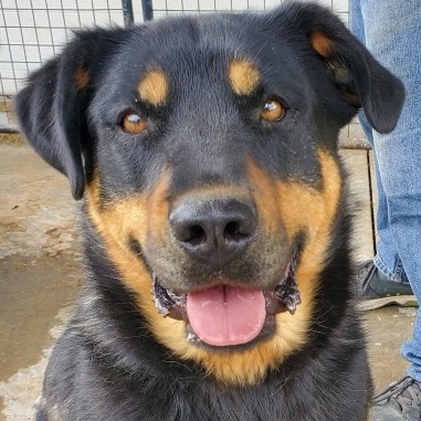 Sadie, Adoptable, Adult Female Rottweiler.