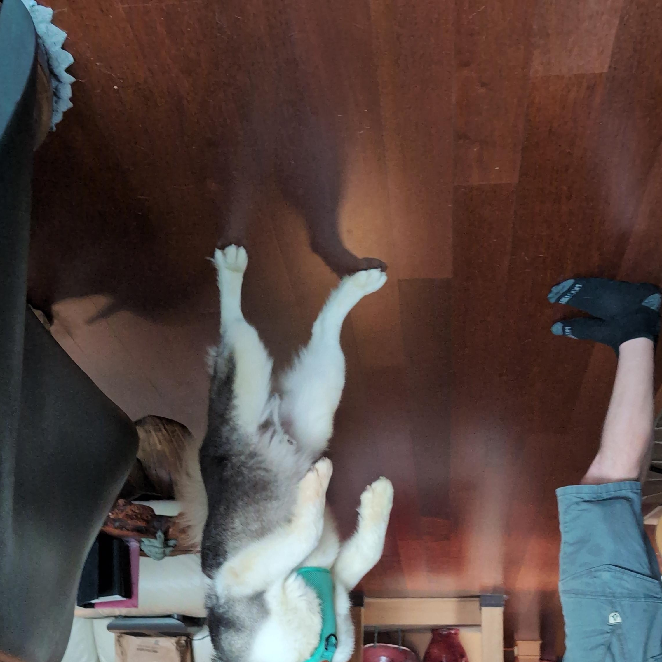 Enlarge Puff, a Adoptable Siberian Husky in Seattle, WA image 2/6