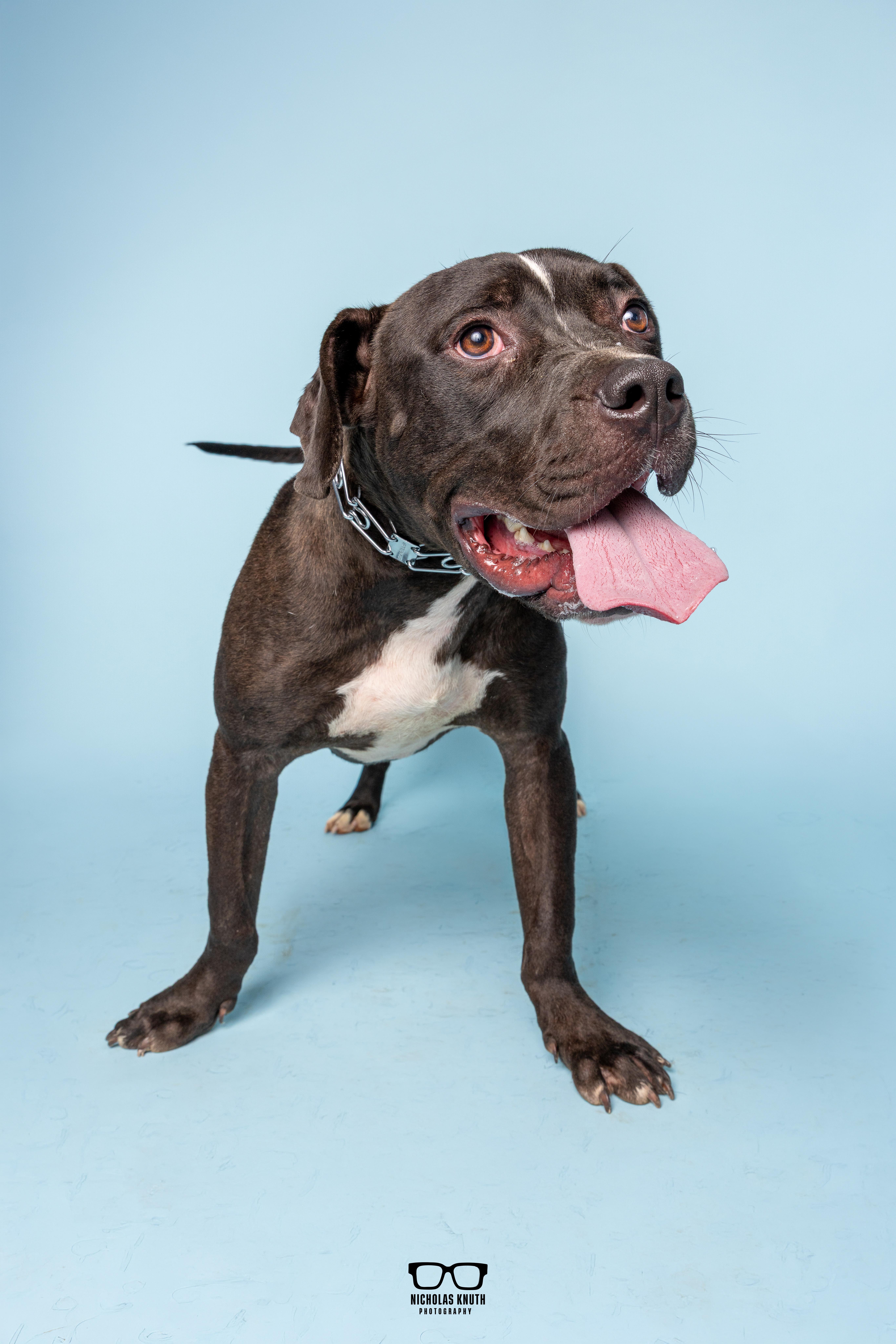 Enlarge Noodle, a Adoptable mixed breed in Palatine, IL image 5/6