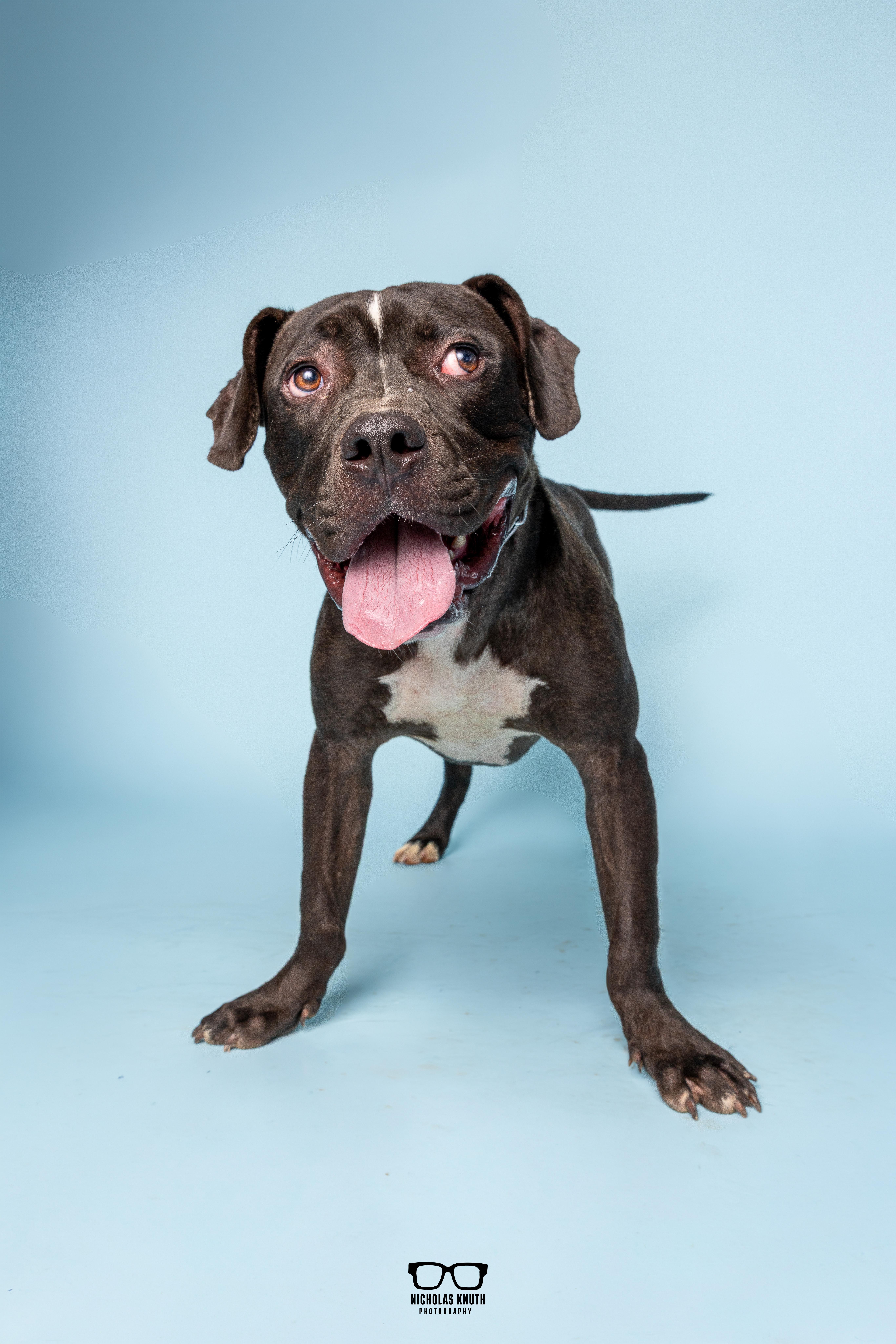 Enlarge Noodle, a Adoptable mixed breed in Palatine, IL image 4/6