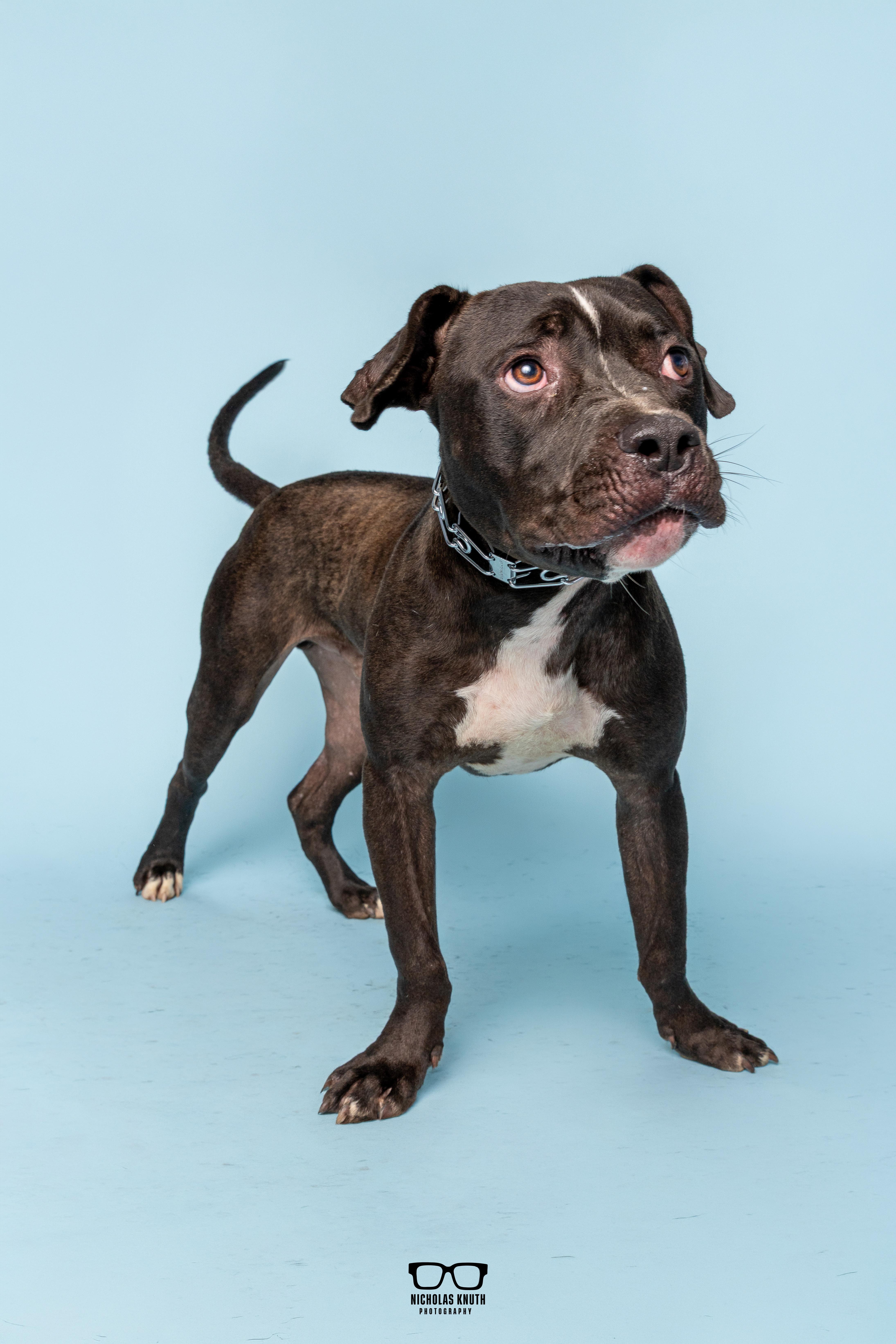 Enlarge Noodle, a Adoptable mixed breed in Palatine, IL image 2/6
