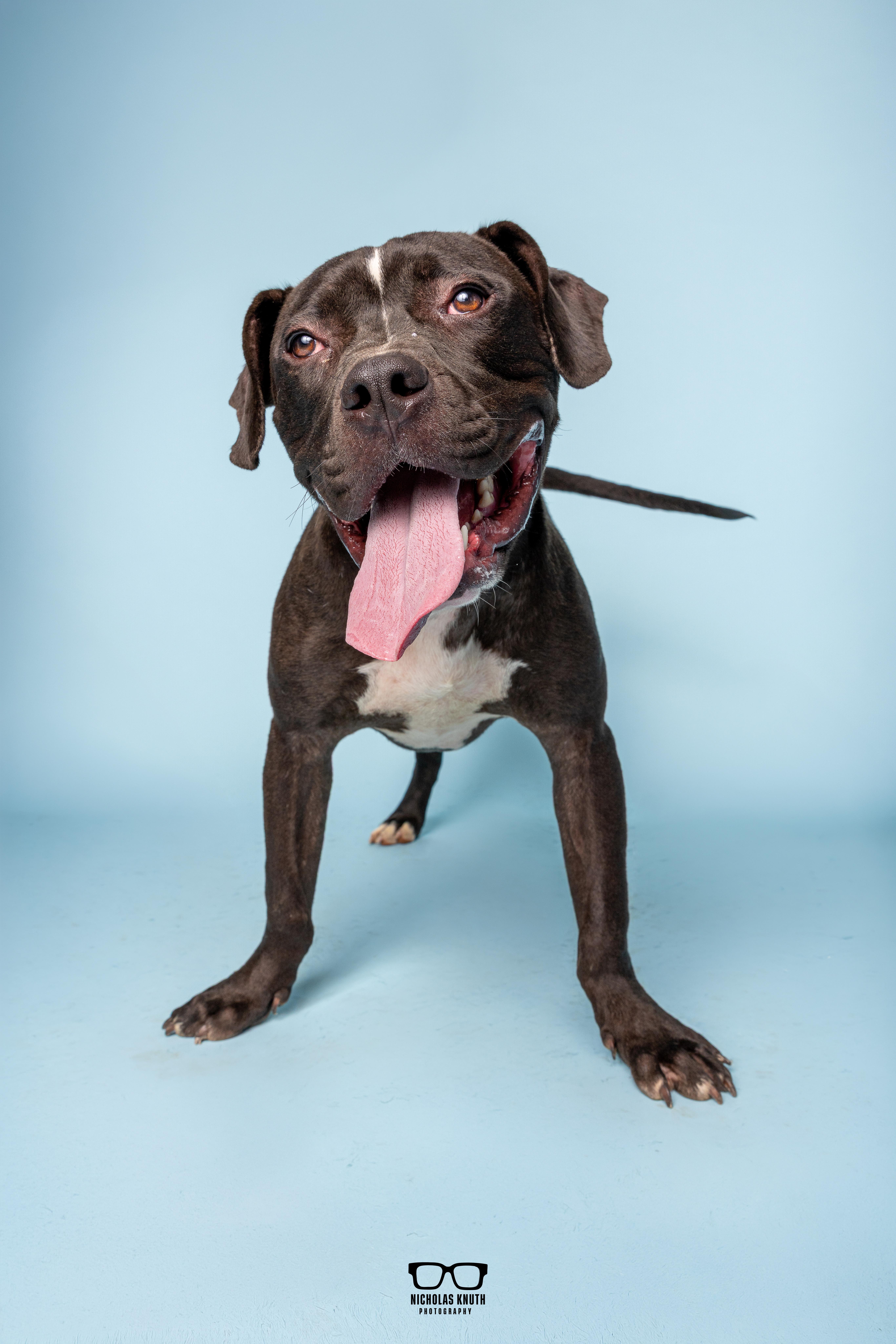 Enlarge Noodle, a Adoptable mixed breed in Palatine, IL image 6/6