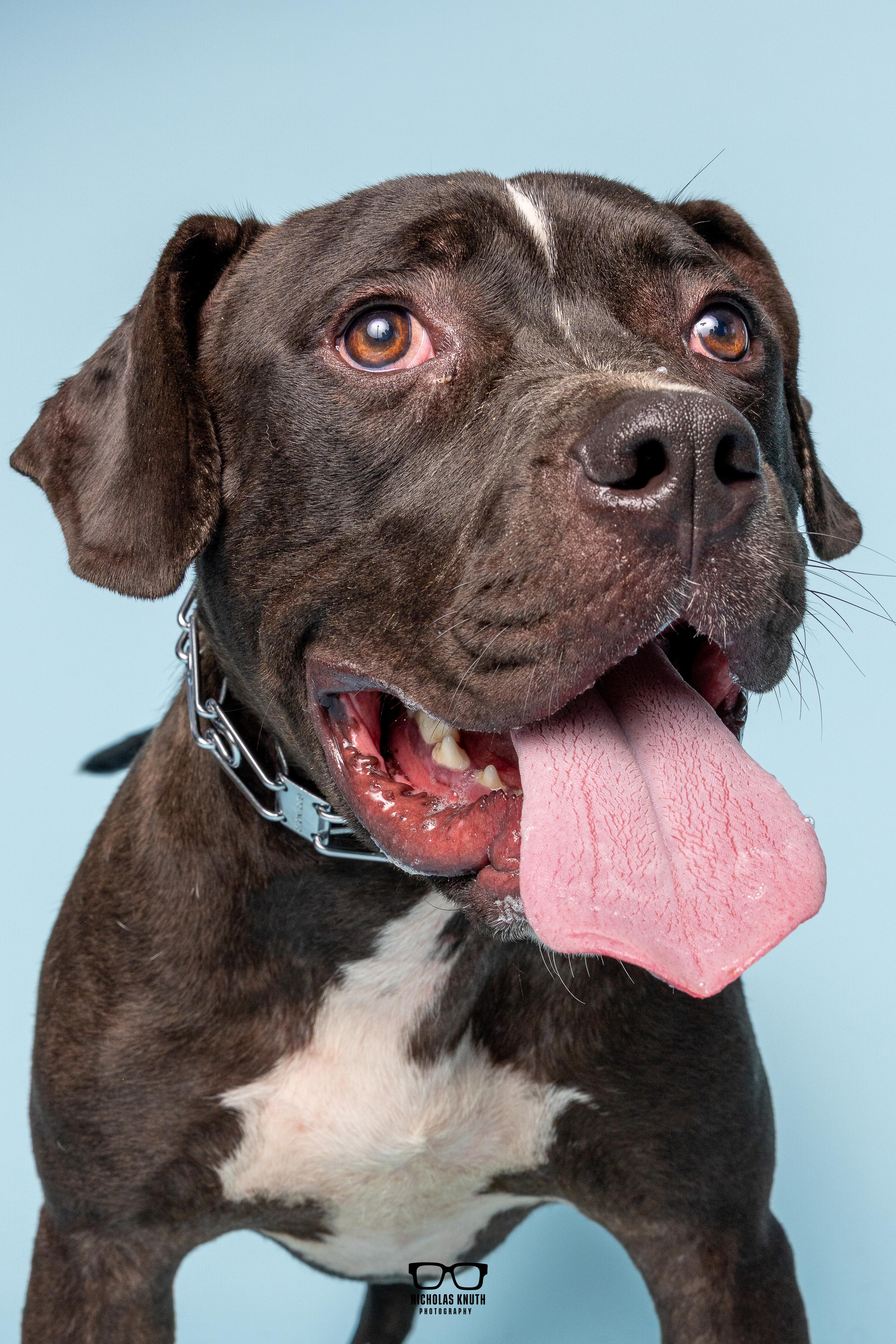 Enlarge Noodle, a Adoptable mixed breed in Palatine, IL image 3/6