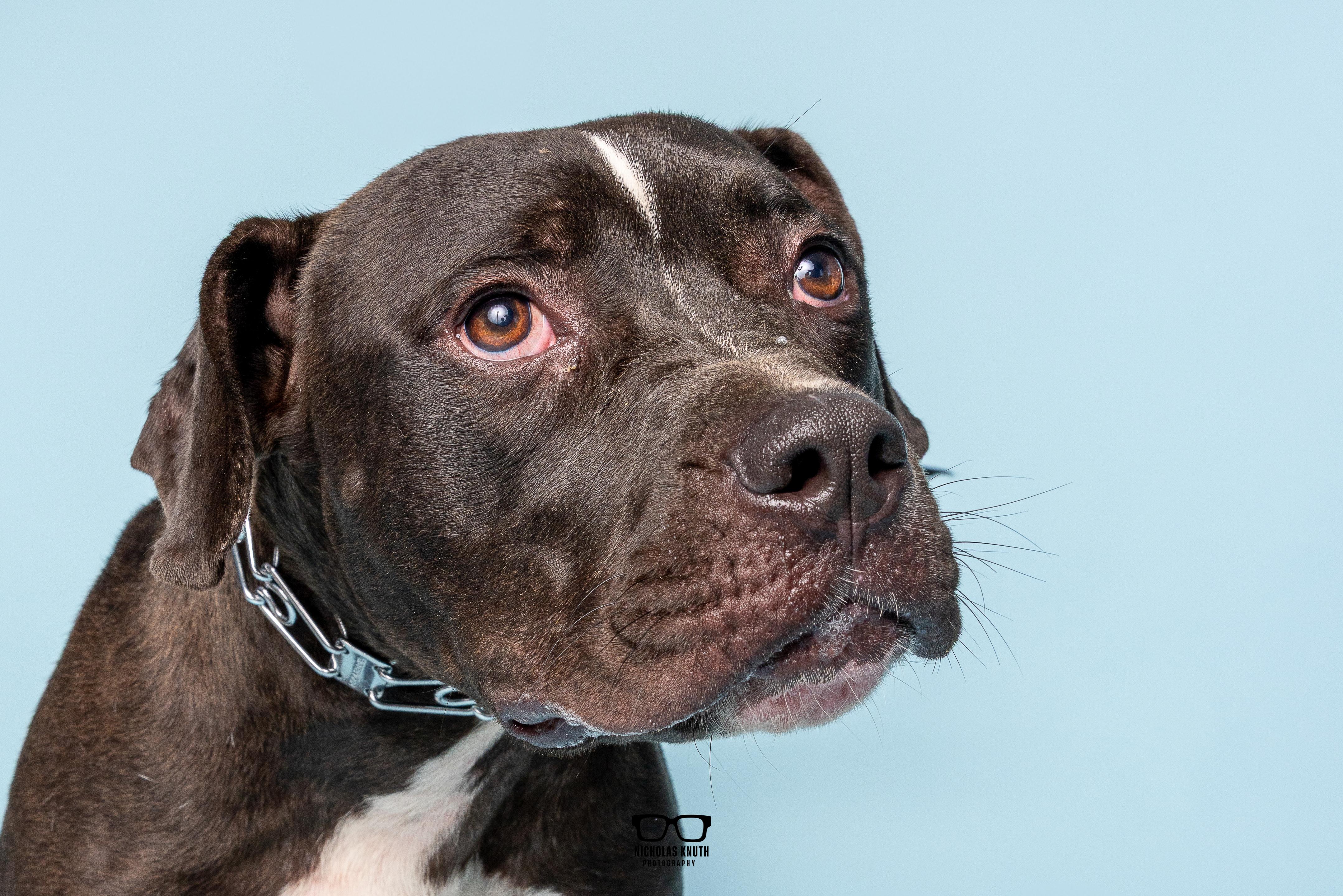 Noodle, Adoptable, Young Male Pit Bull Terrier & Boxer.