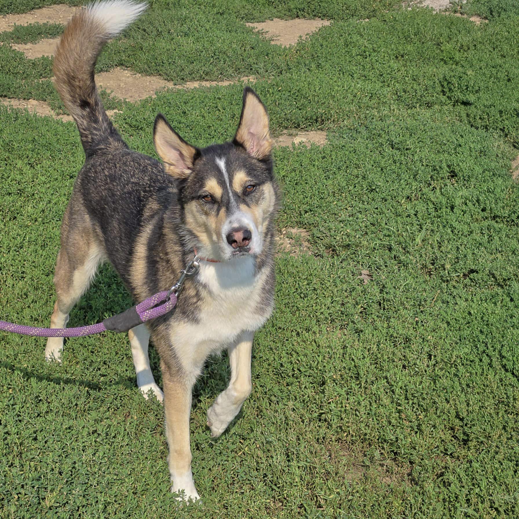 Noah, an adoptable Husky, German Shepherd Dog in Huntley, IL, 60142 | Photo Image 4