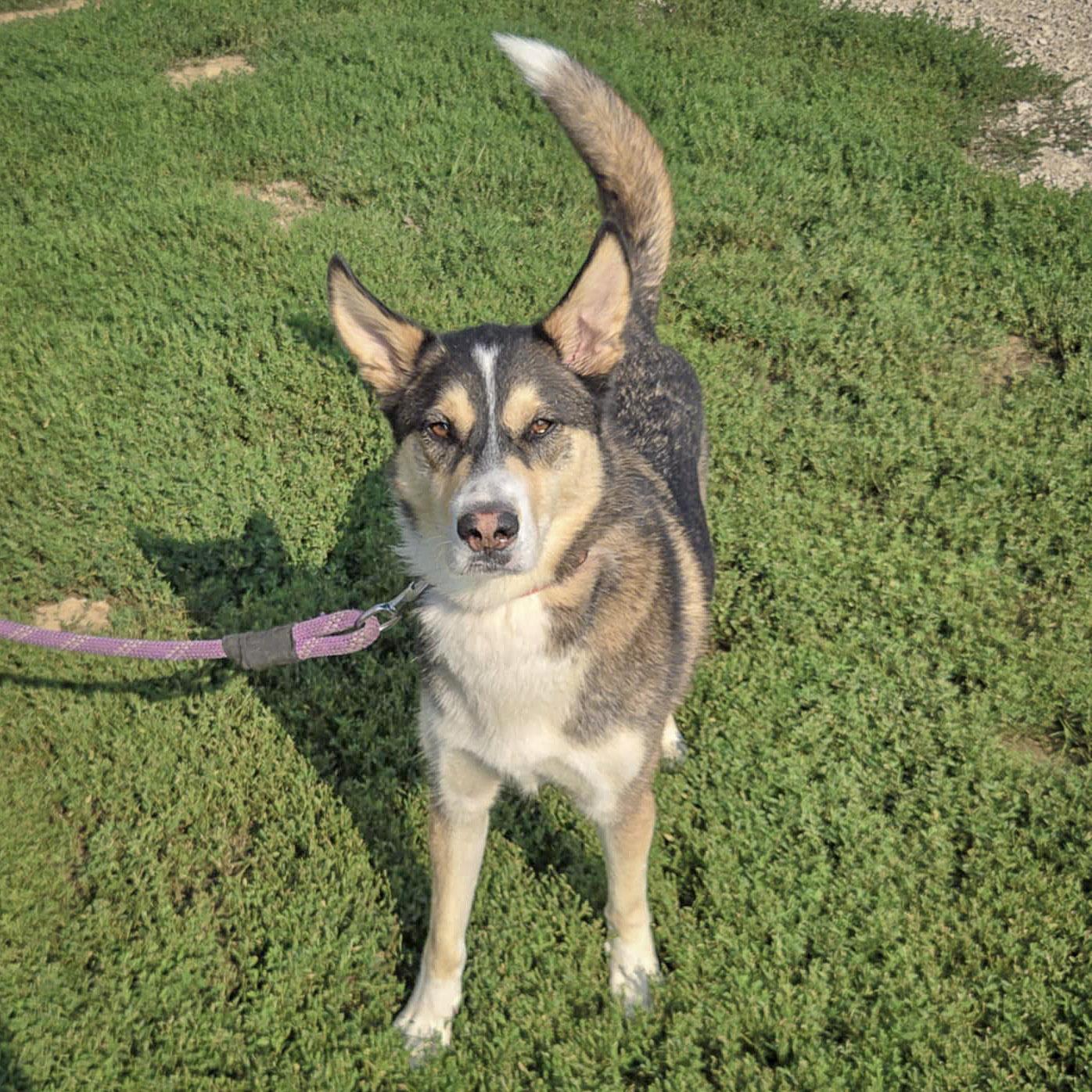 Noah, an adoptable Husky, German Shepherd Dog in Huntley, IL, 60142 | Photo Image 3