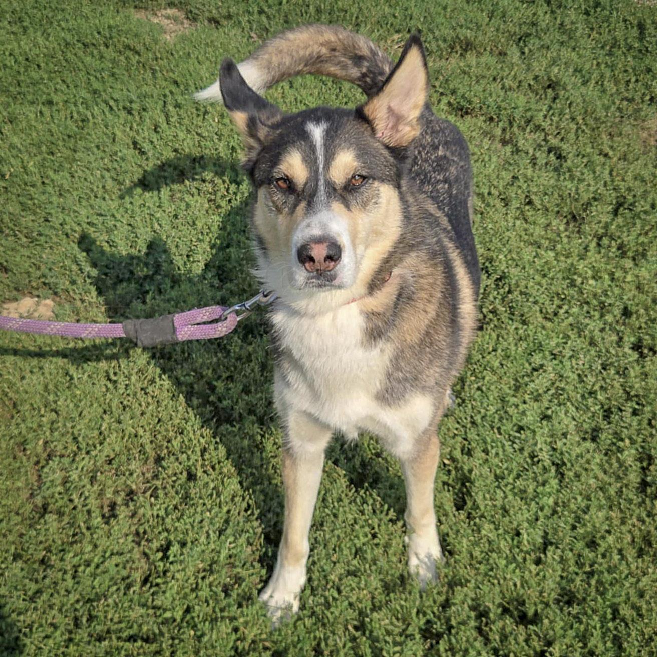 Noah, an adoptable Husky, German Shepherd Dog in Huntley, IL, 60142 | Photo Image 2
