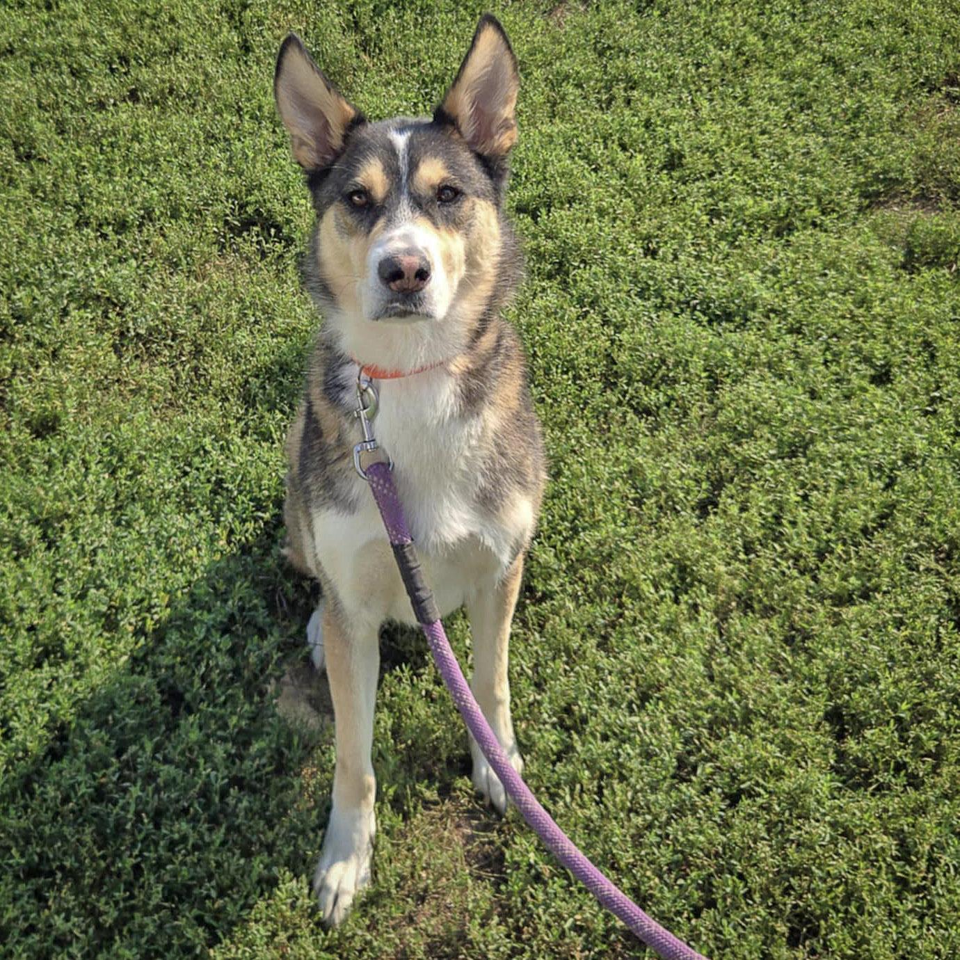 Noah, an adoptable Husky, German Shepherd Dog in Huntley, IL, 60142 | Photo Image 5