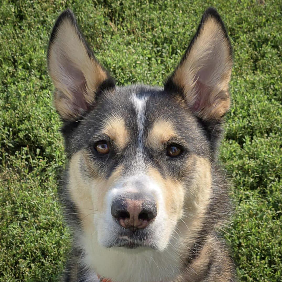 Noah, an adoptable Husky, German Shepherd Dog in Huntley, IL, 60142 | Photo Image 1