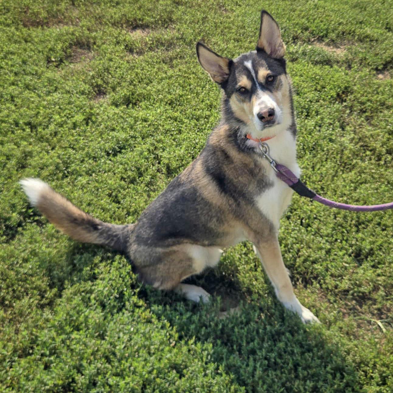 Noah, an adoptable Husky, German Shepherd Dog in Huntley, IL, 60142 | Photo Image 6