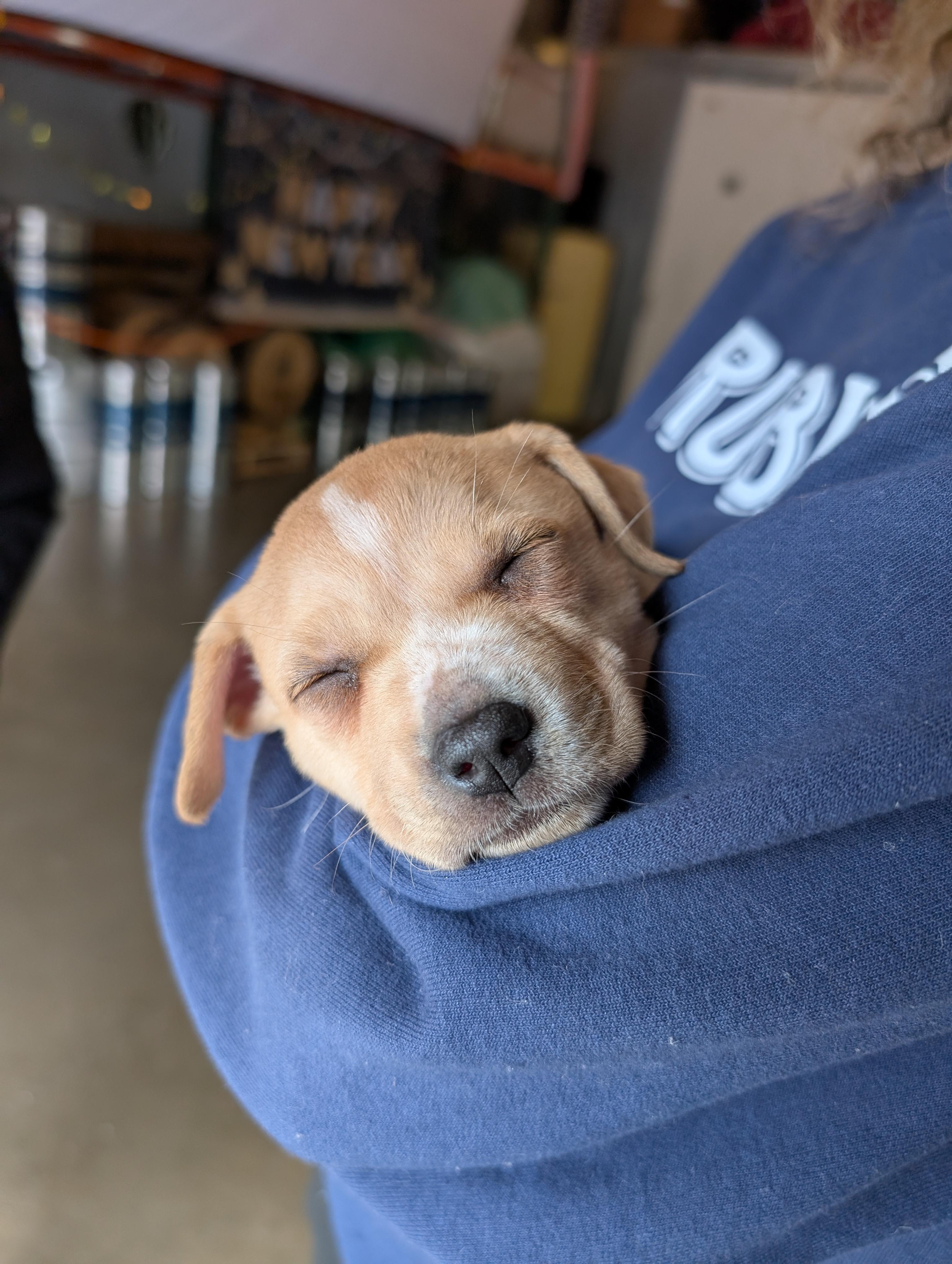 Biscuit, ADOPTABLE, Puppy Female Mixed Breed & Labrador Retriever.