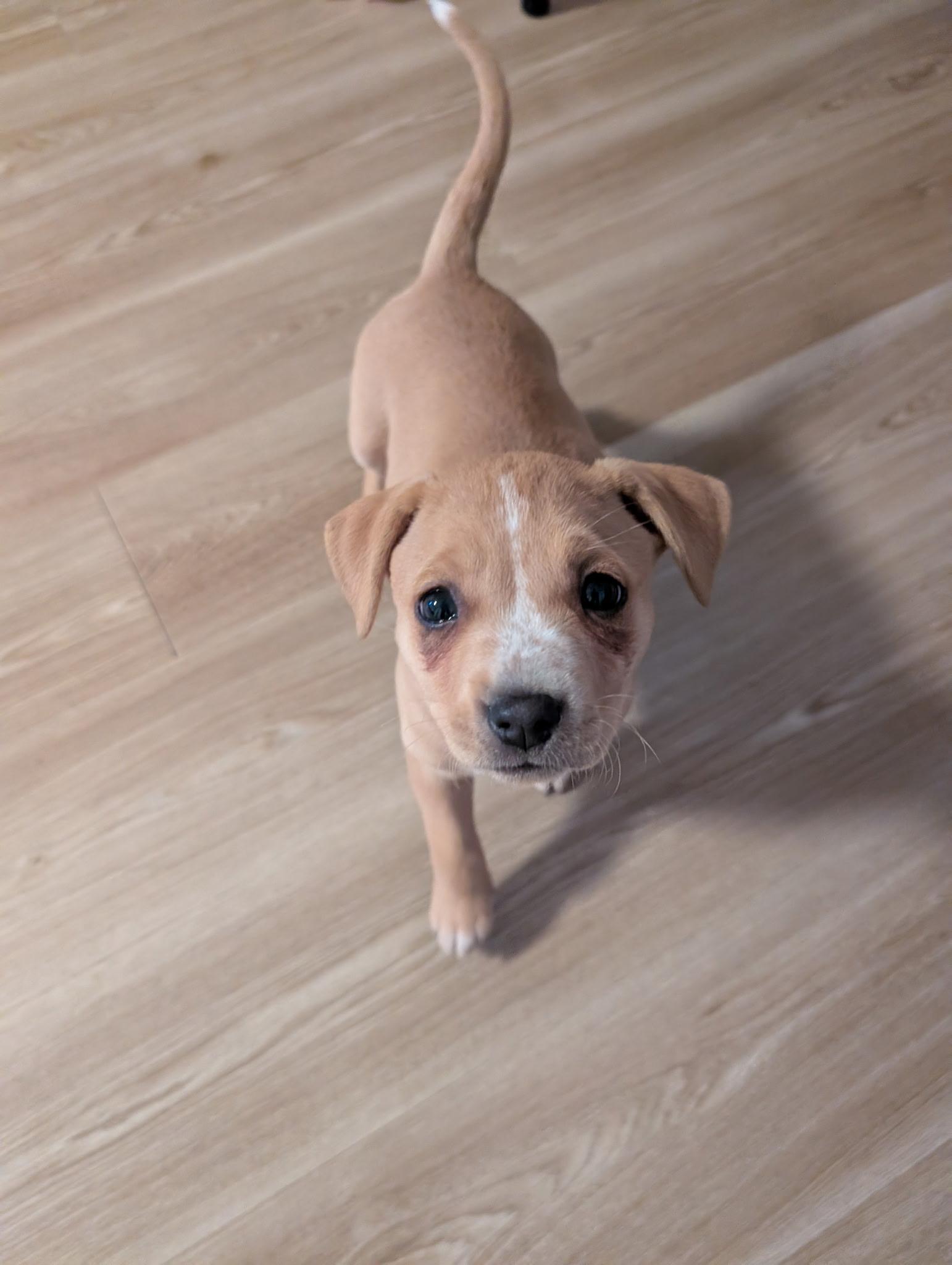 Biscuit, ADOPTABLE, Puppy Female Mixed Breed & Labrador Retriever.