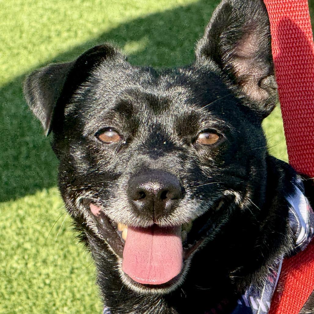 Mack, Adoptable, Adult Male Chihuahua.