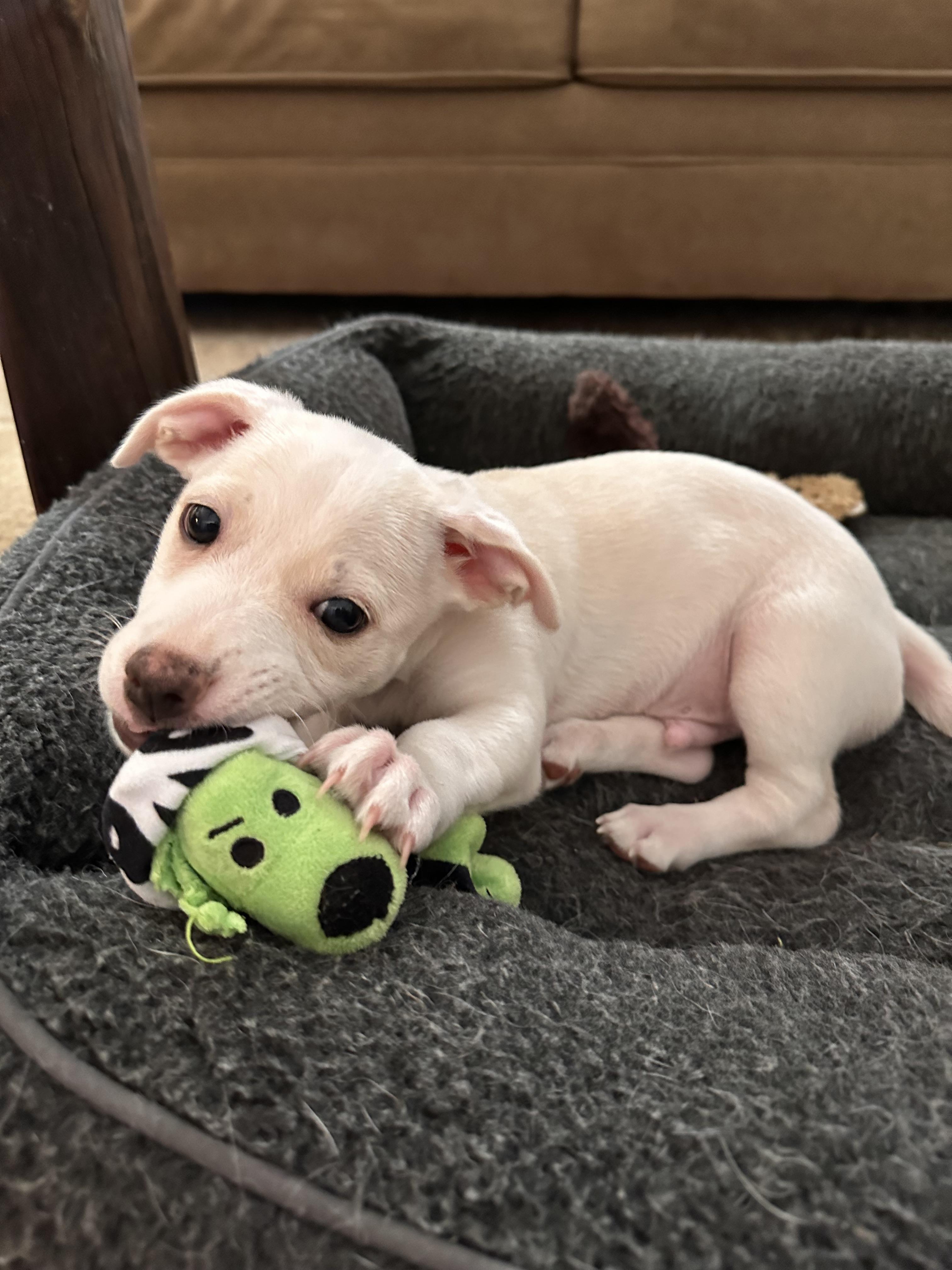 Enlarge Jax, a ADOPTABLE mixed breed in Southlake, TX image 2/3