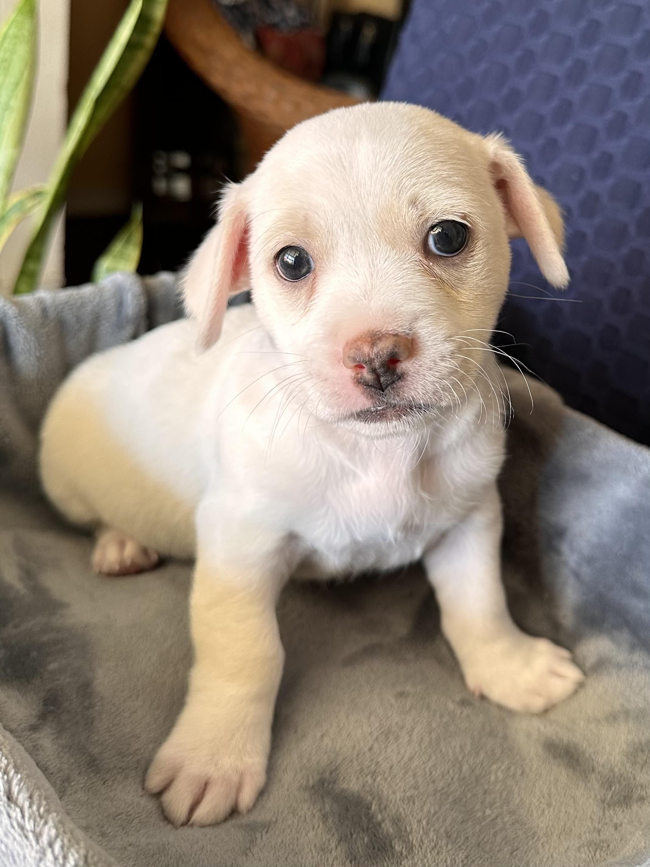 Enlarge Jax, a ADOPTABLE mixed breed in Southlake, TX image 3/3