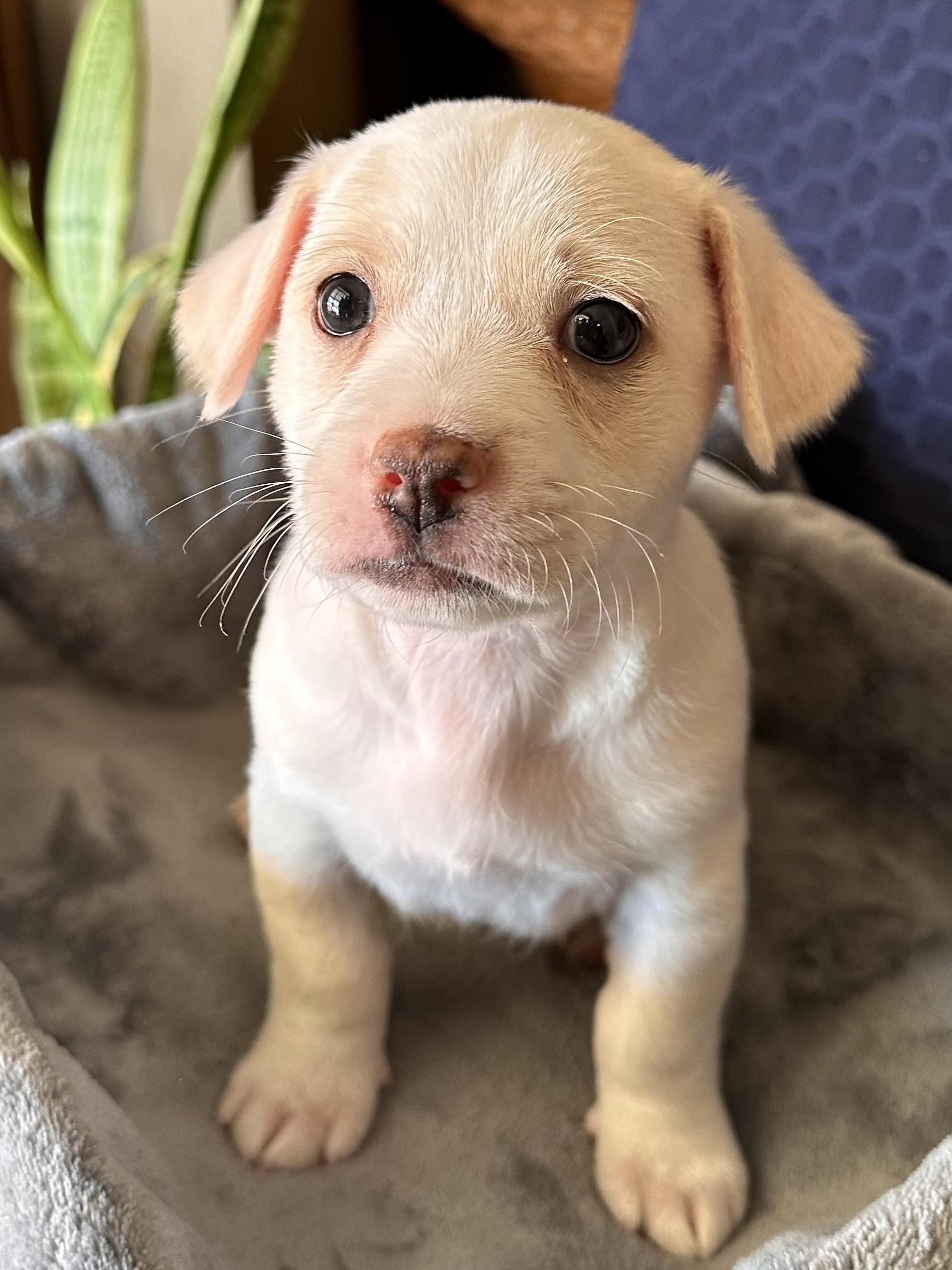 Jax, ADOPTABLE, Puppy Male Chihuahua & American Eskimo Dog.