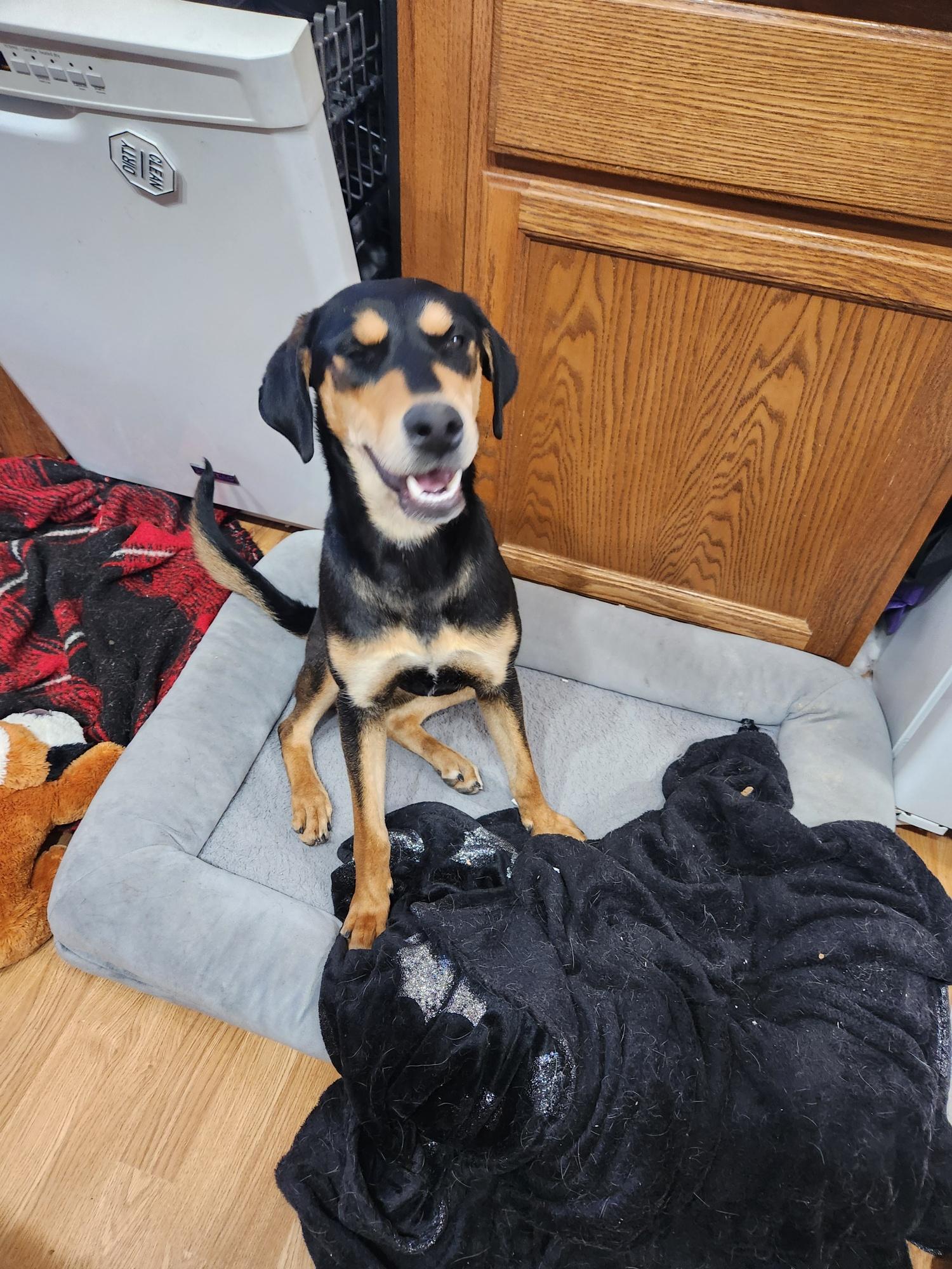 Enlarge Zora, a Adoptable mixed breed in Tucson, AZ image 1/6