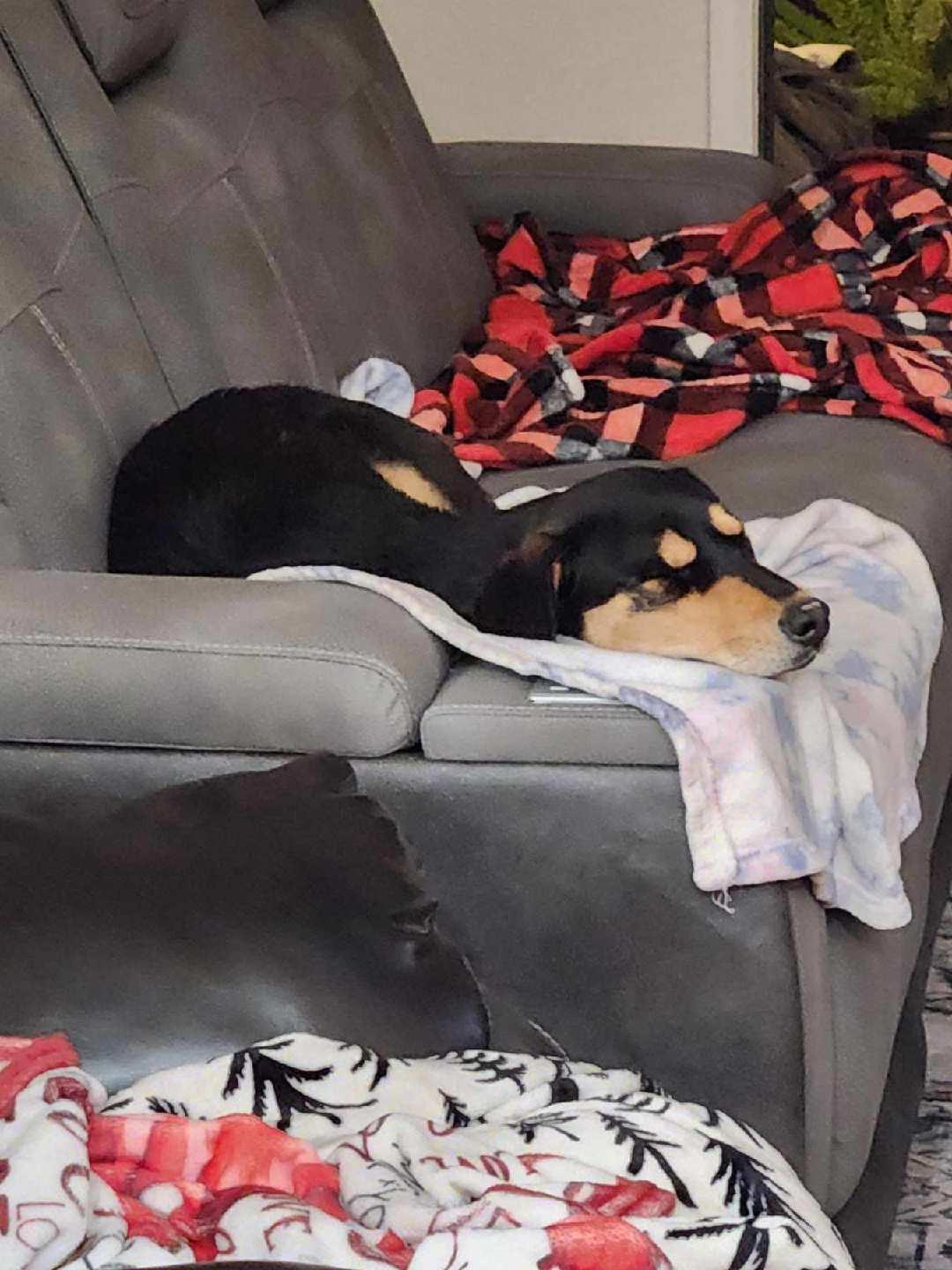 Enlarge Zora, a Adoptable mixed breed in Tucson, AZ image 4/6