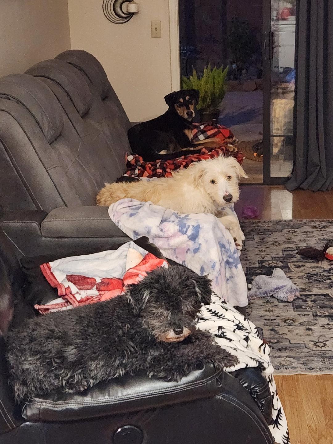 Enlarge Zora, a Adoptable mixed breed in Tucson, AZ image 6/6