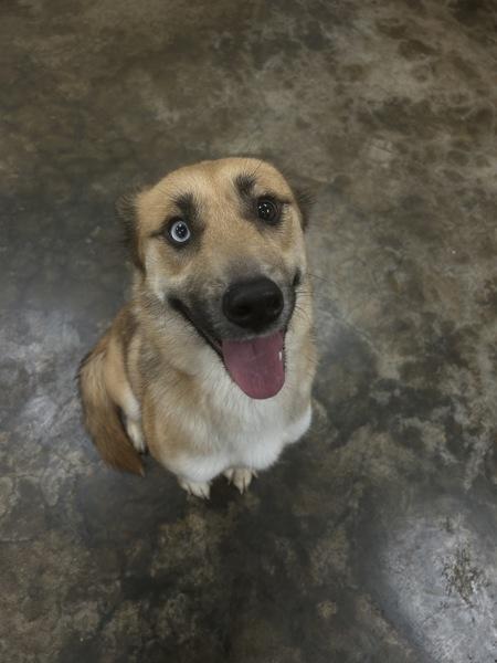 Enlarge Isabella, a Adoptable mixed breed in Osage Beach, MO image 1/1